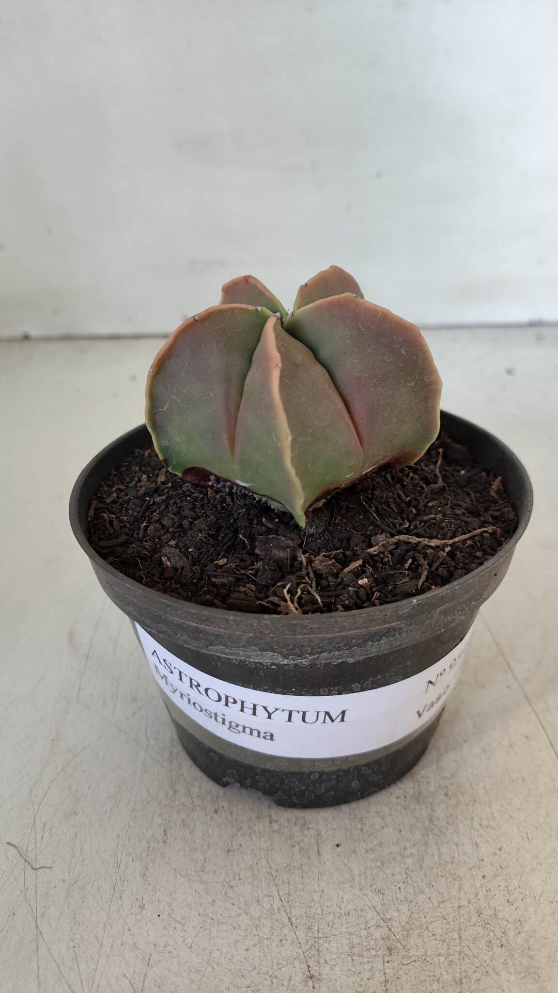 ASTROPHYTUM MYRIOSTIGMA Nº 954 – vaso 11