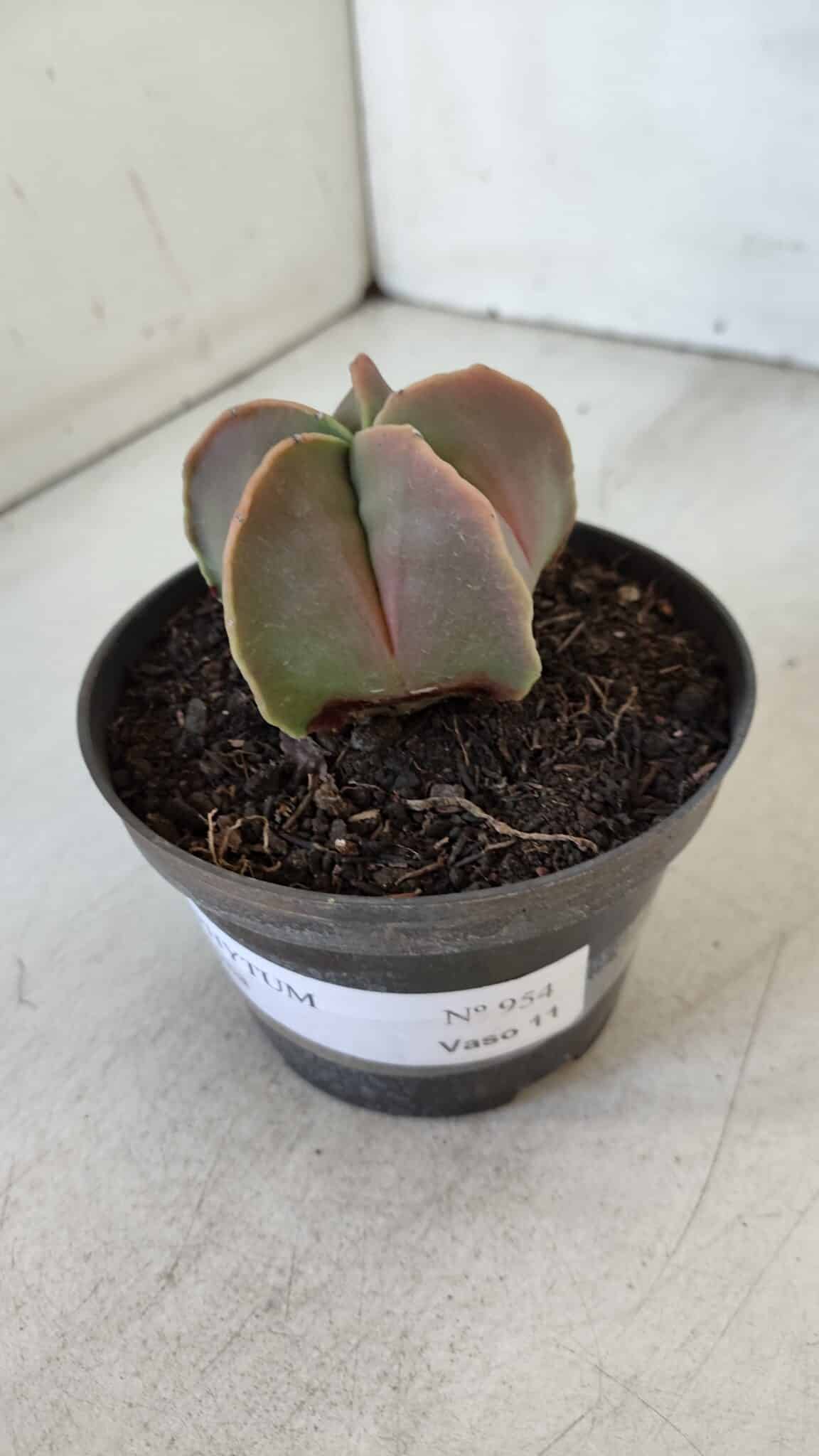 ASTROPHYTUM MYRIOSTIGMA Nº 954 – vaso 11