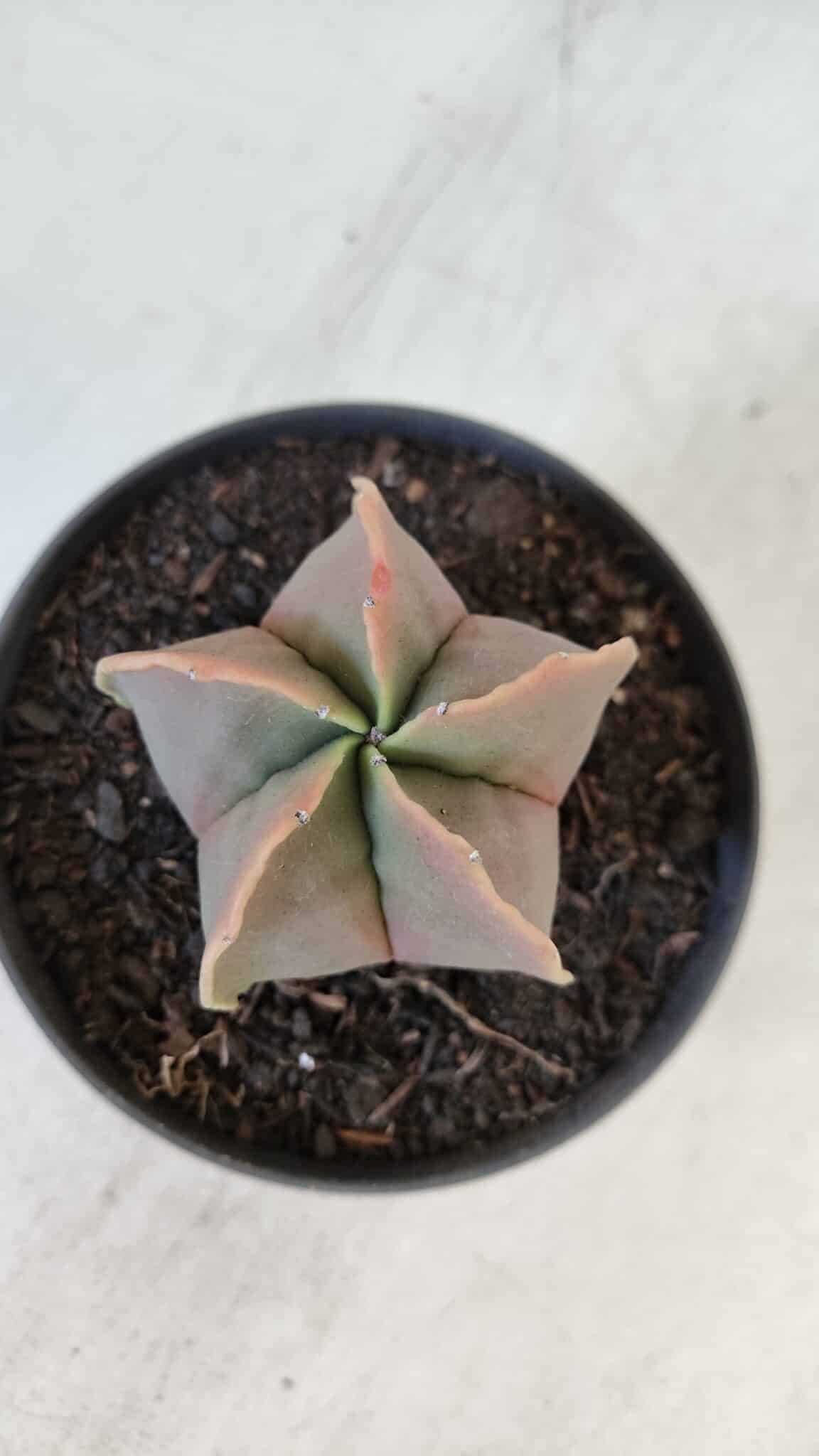 ASTROPHYTUM MYRIOSTIGMA Nº 954 – vaso 11