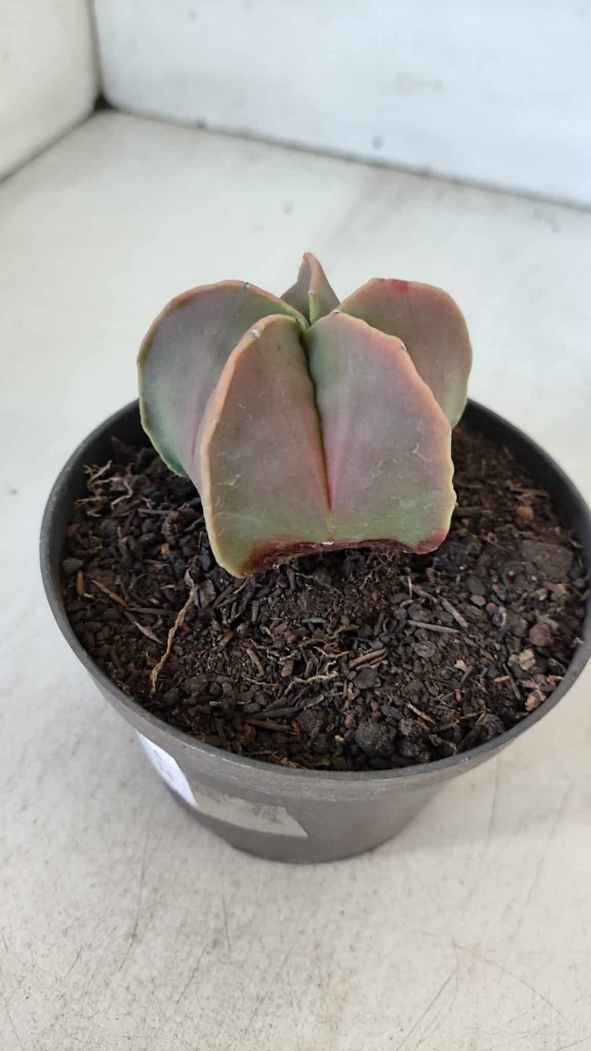 ASTROPHYTUM MYRIOSTIGMA Nº 954 – vaso 11