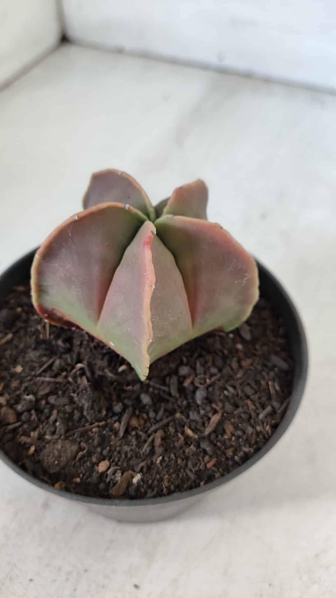 ASTROPHYTUM MYRIOSTIGMA Nº 954 – vaso 11