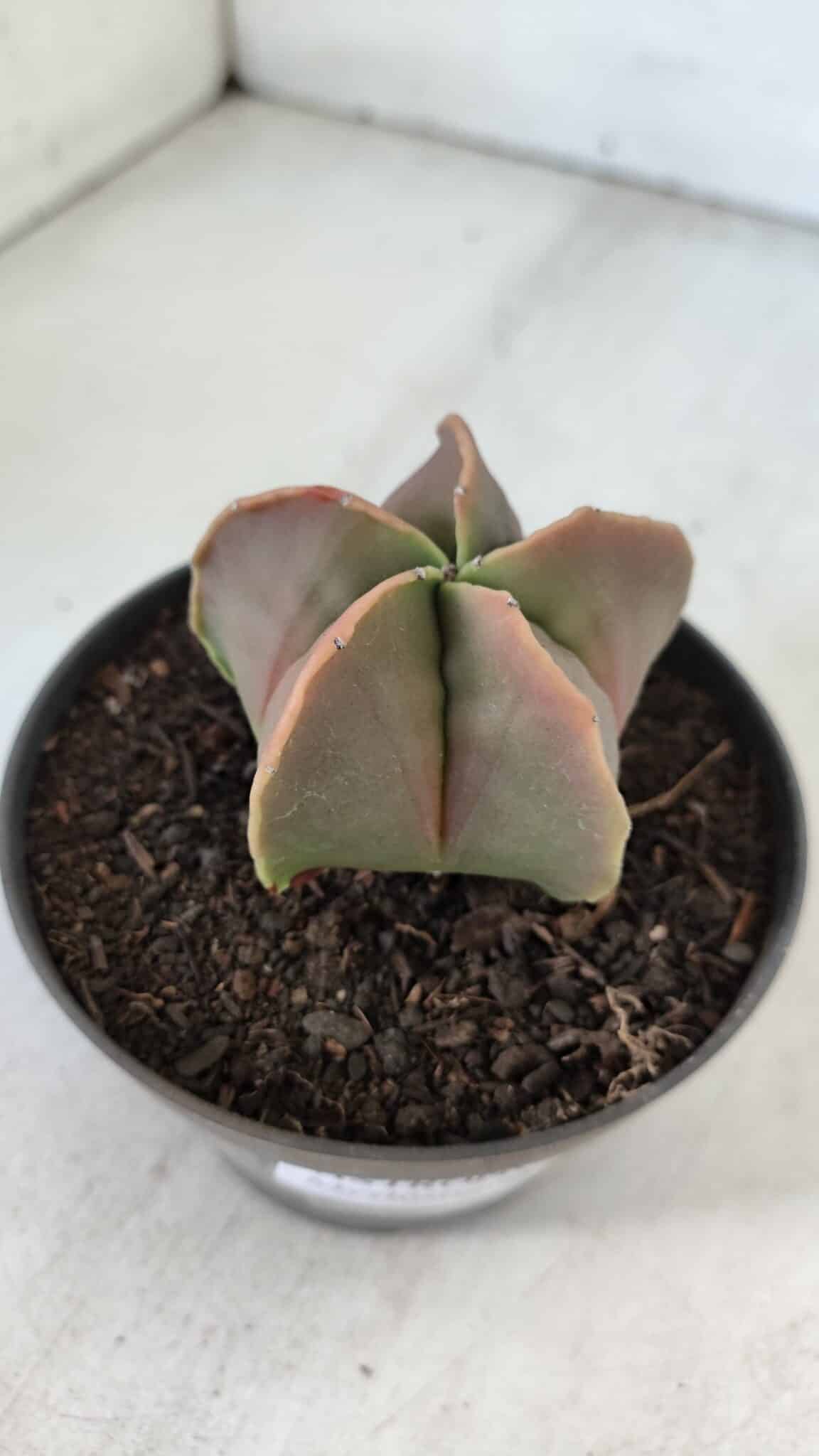 ASTROPHYTUM MYRIOSTIGMA Nº 954 – vaso 11