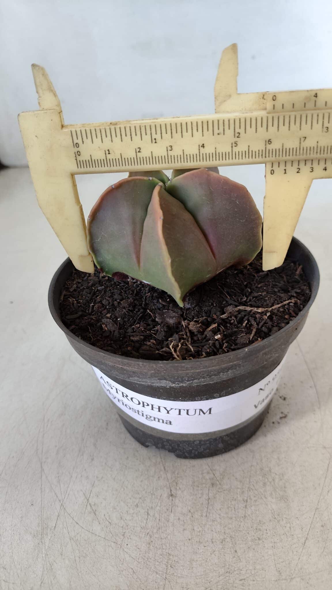 ASTROPHYTUM MYRIOSTIGMA Nº 954 – vaso 11
