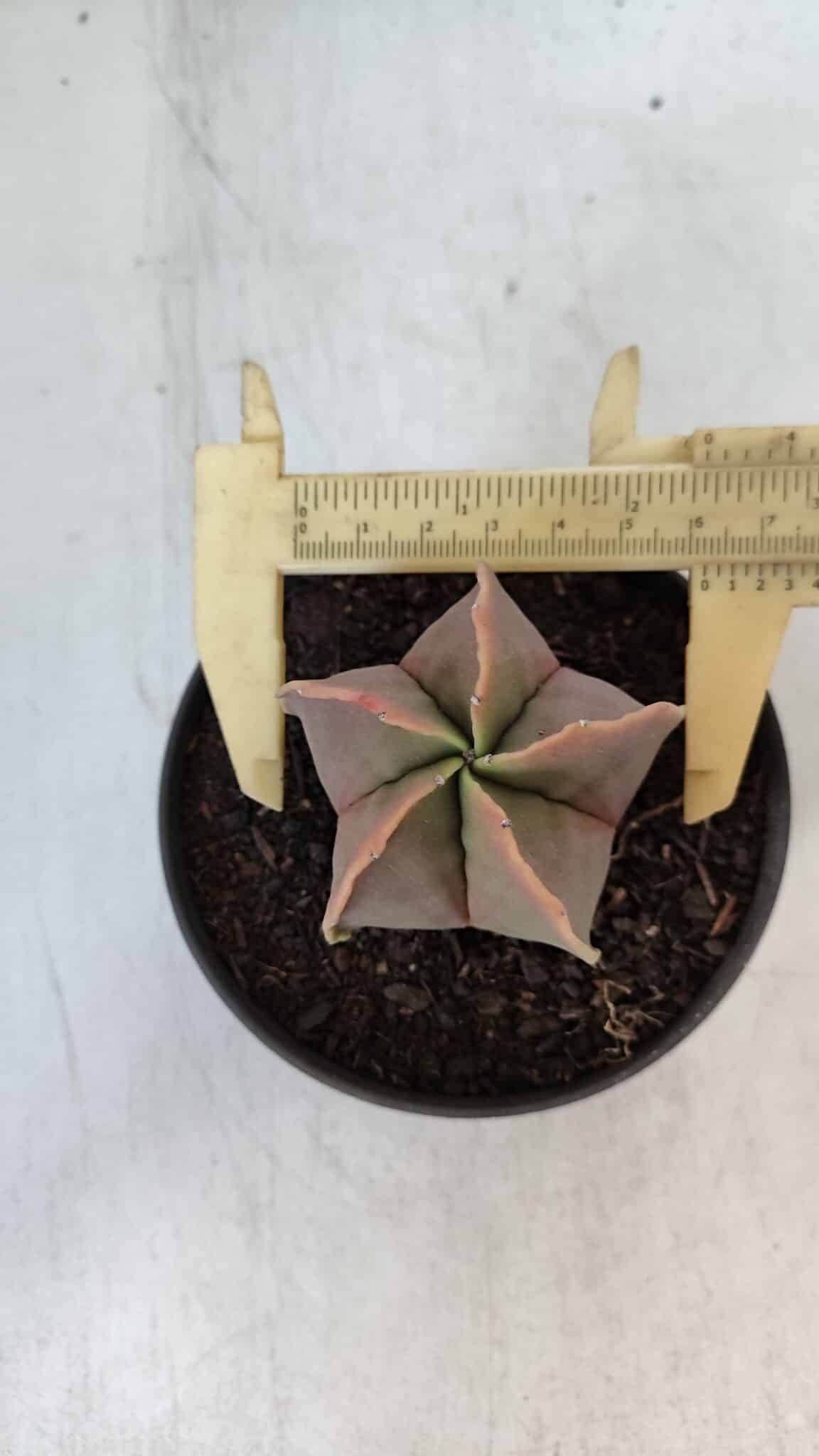 ASTROPHYTUM MYRIOSTIGMA Nº 954 – vaso 11