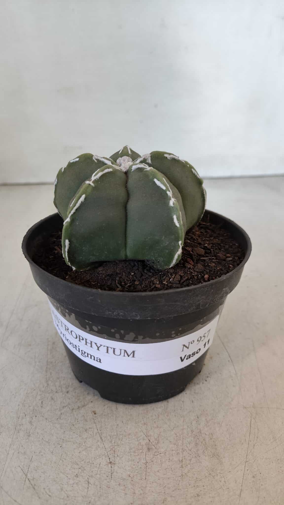 ASTROPHYTUM MYRIOSTIGMA Nº 957  – vaso 11