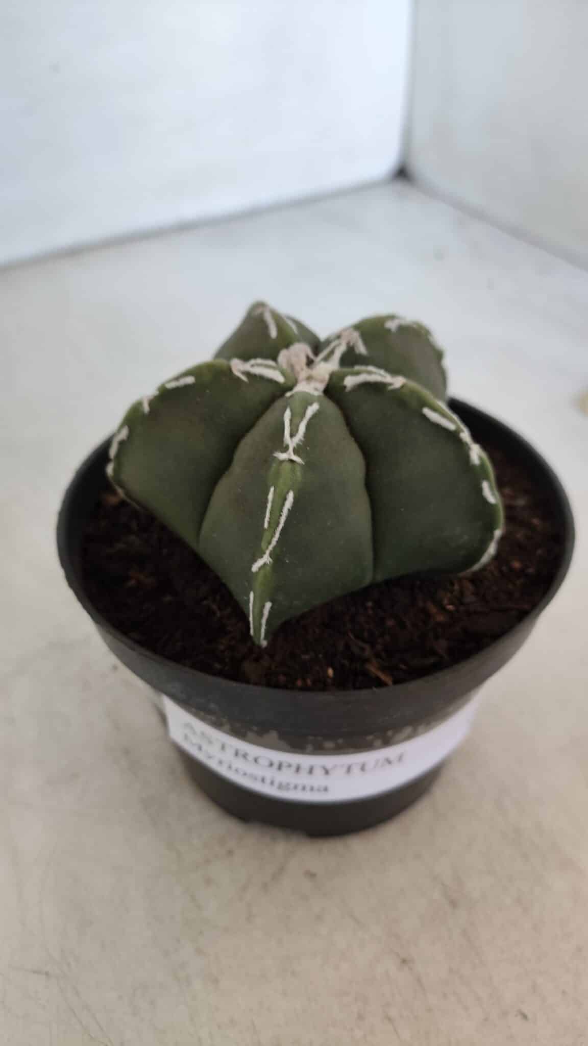 ASTROPHYTUM MYRIOSTIGMA Nº 957  – vaso 11