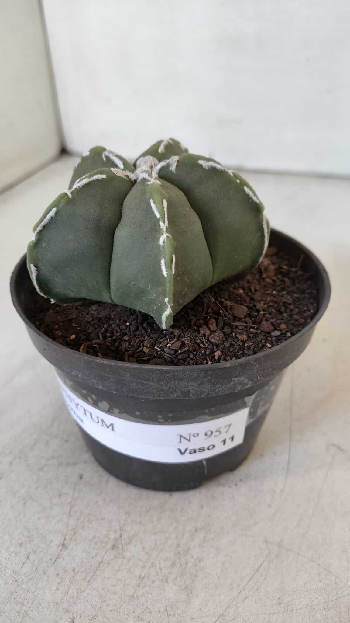 ASTROPHYTUM MYRIOSTIGMA Nº 957  – vaso 11