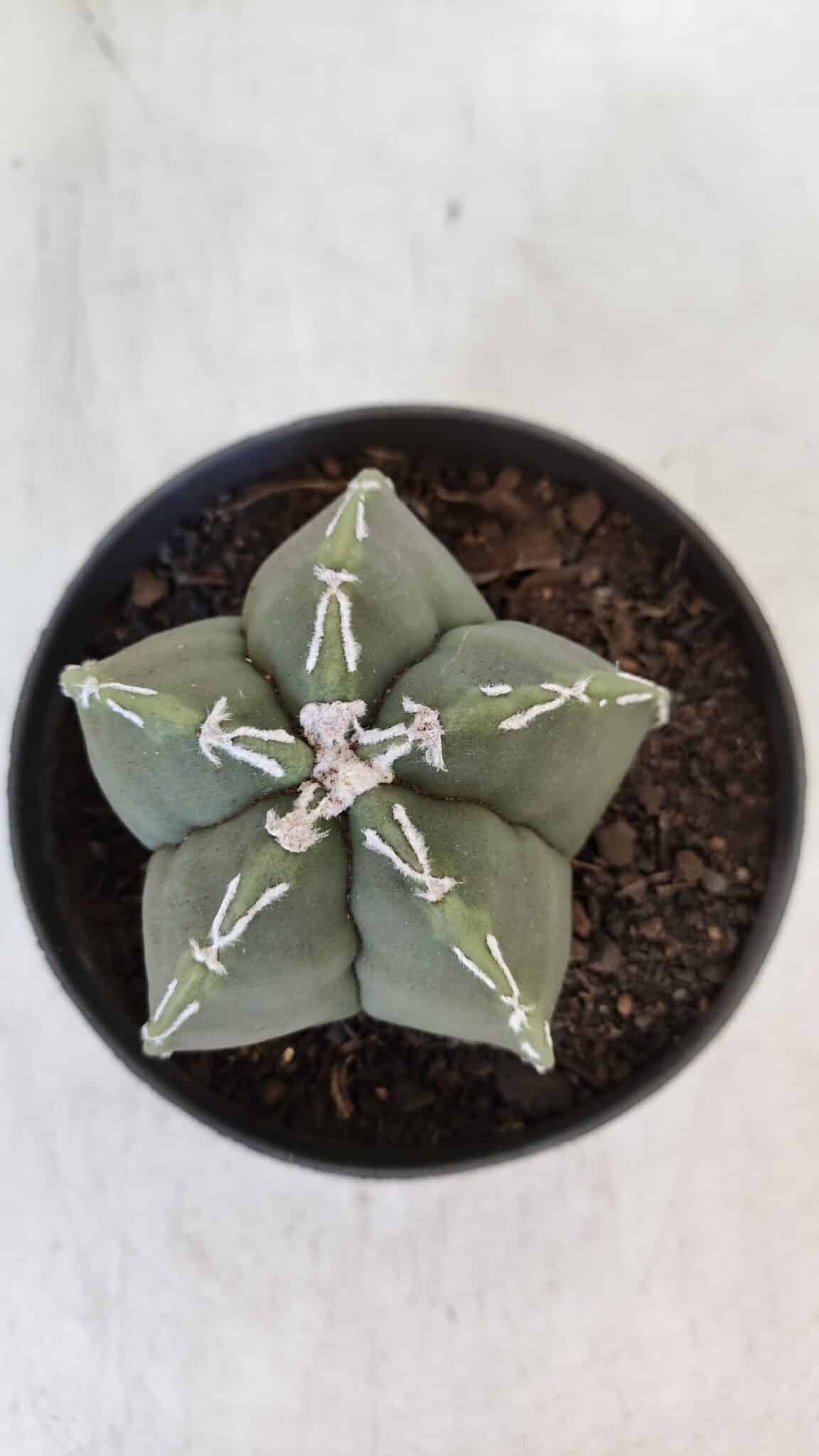 ASTROPHYTUM MYRIOSTIGMA Nº 957  – vaso 11