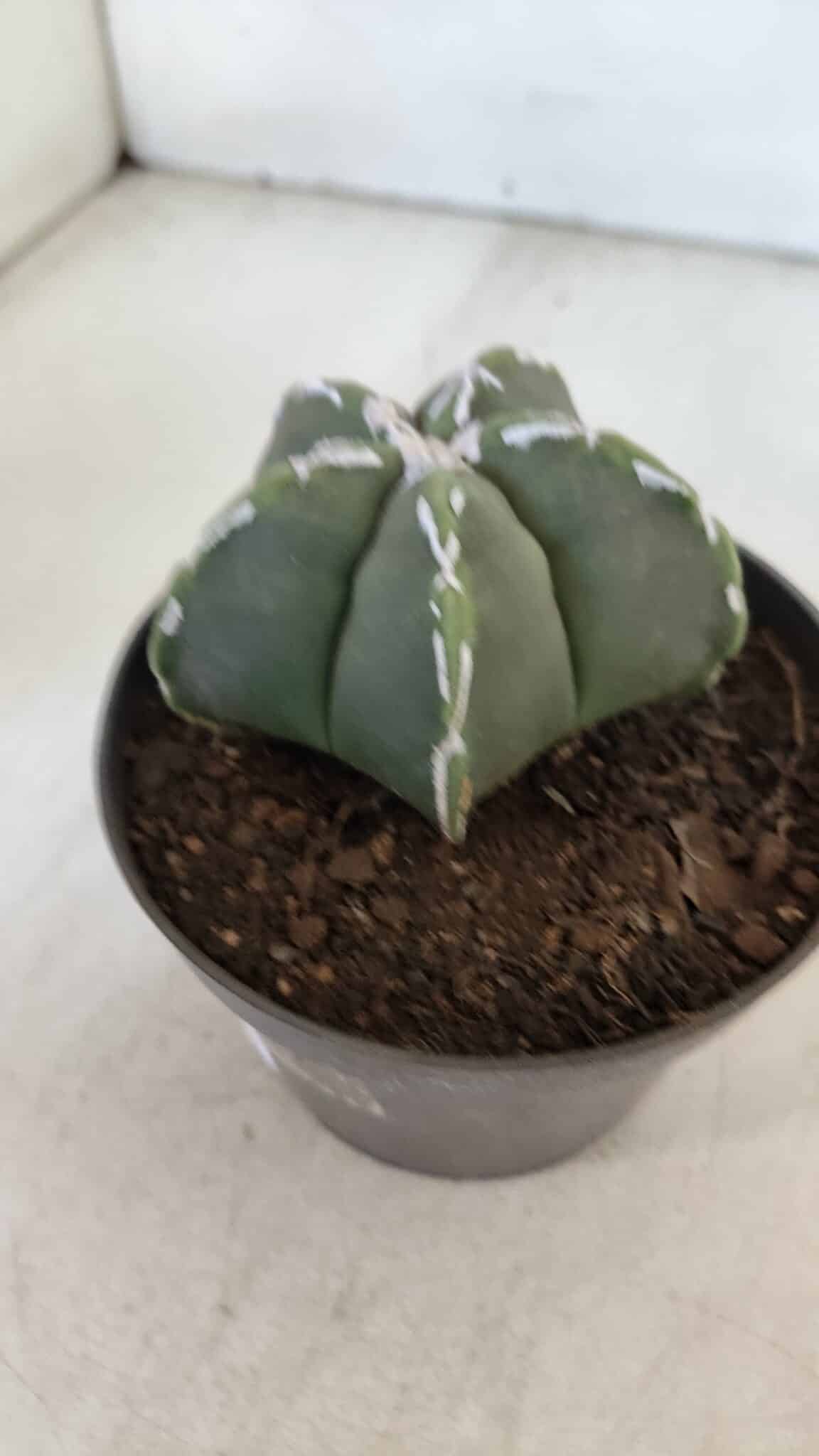 ASTROPHYTUM MYRIOSTIGMA Nº 957  – vaso 11