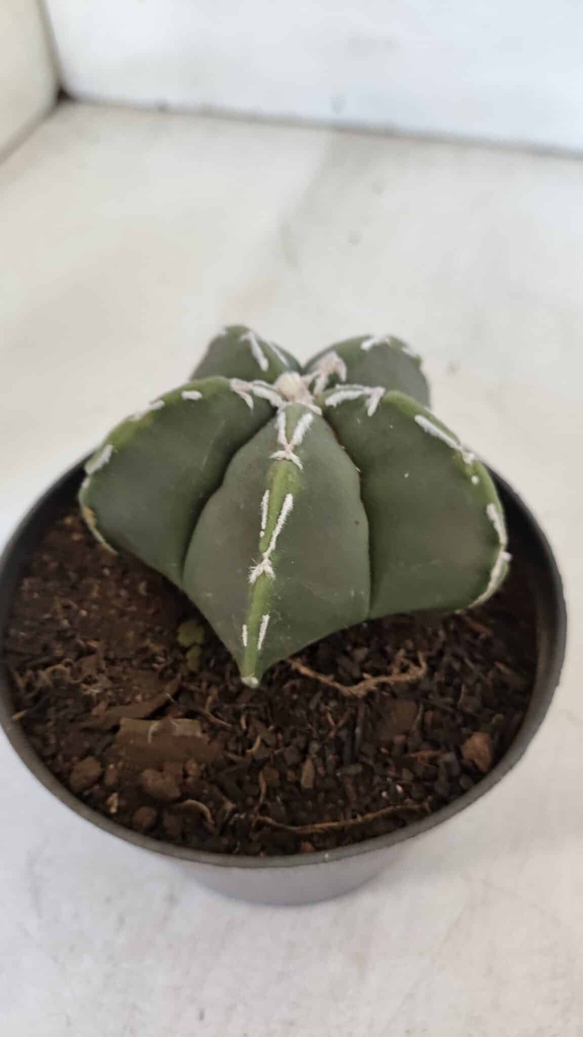 ASTROPHYTUM MYRIOSTIGMA Nº 957  – vaso 11