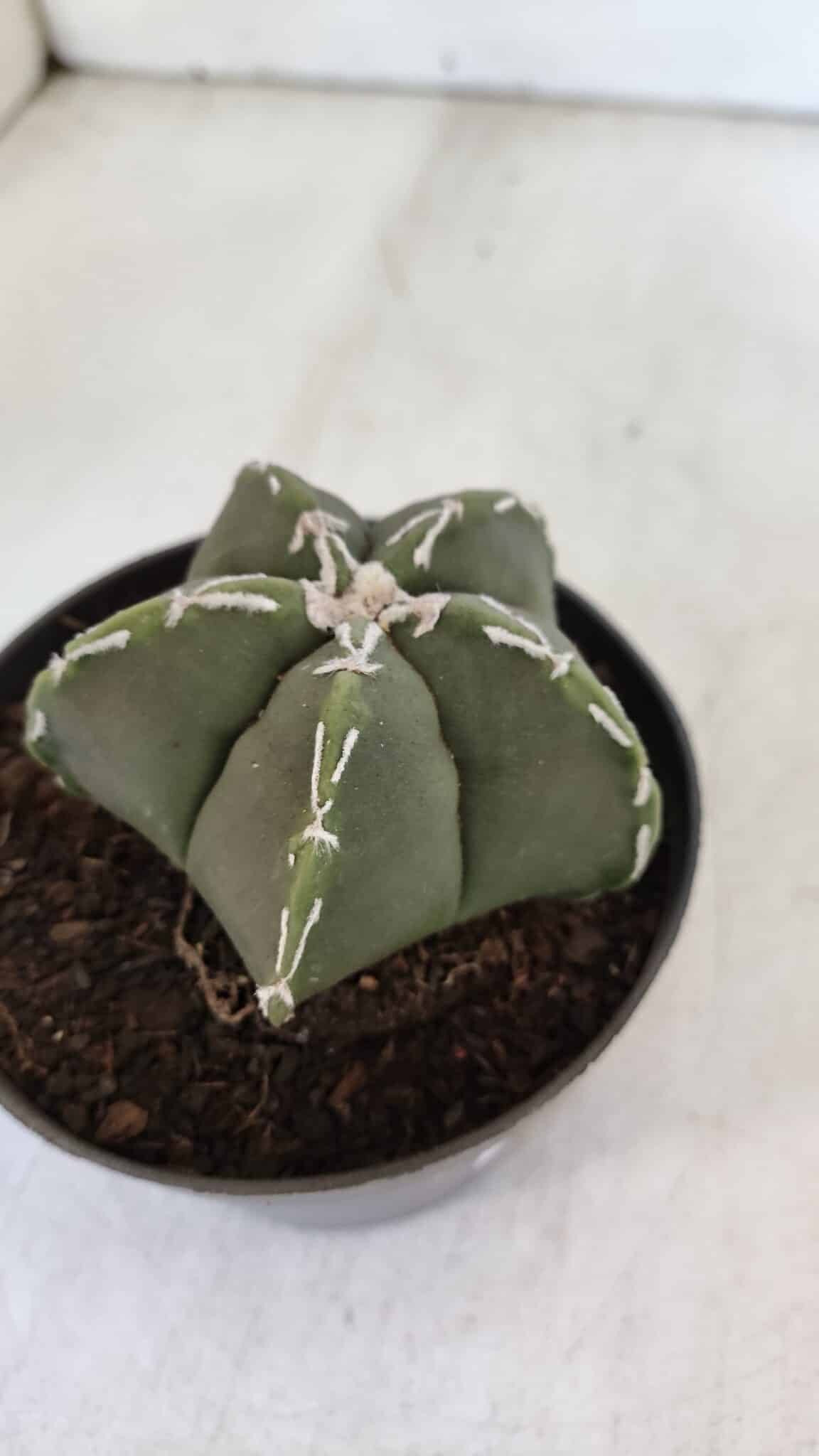 ASTROPHYTUM MYRIOSTIGMA Nº 957  – vaso 11