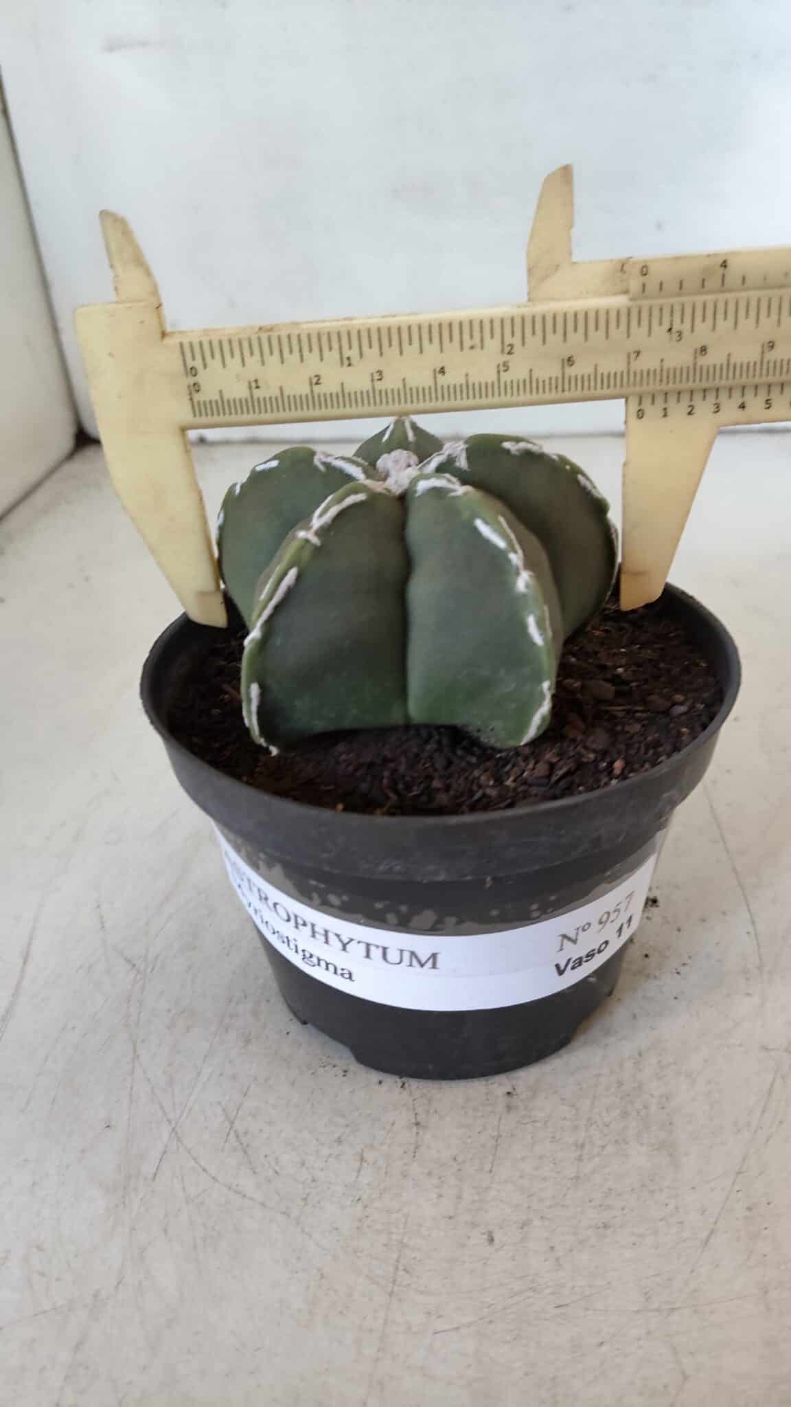 ASTROPHYTUM MYRIOSTIGMA Nº 957  – vaso 11
