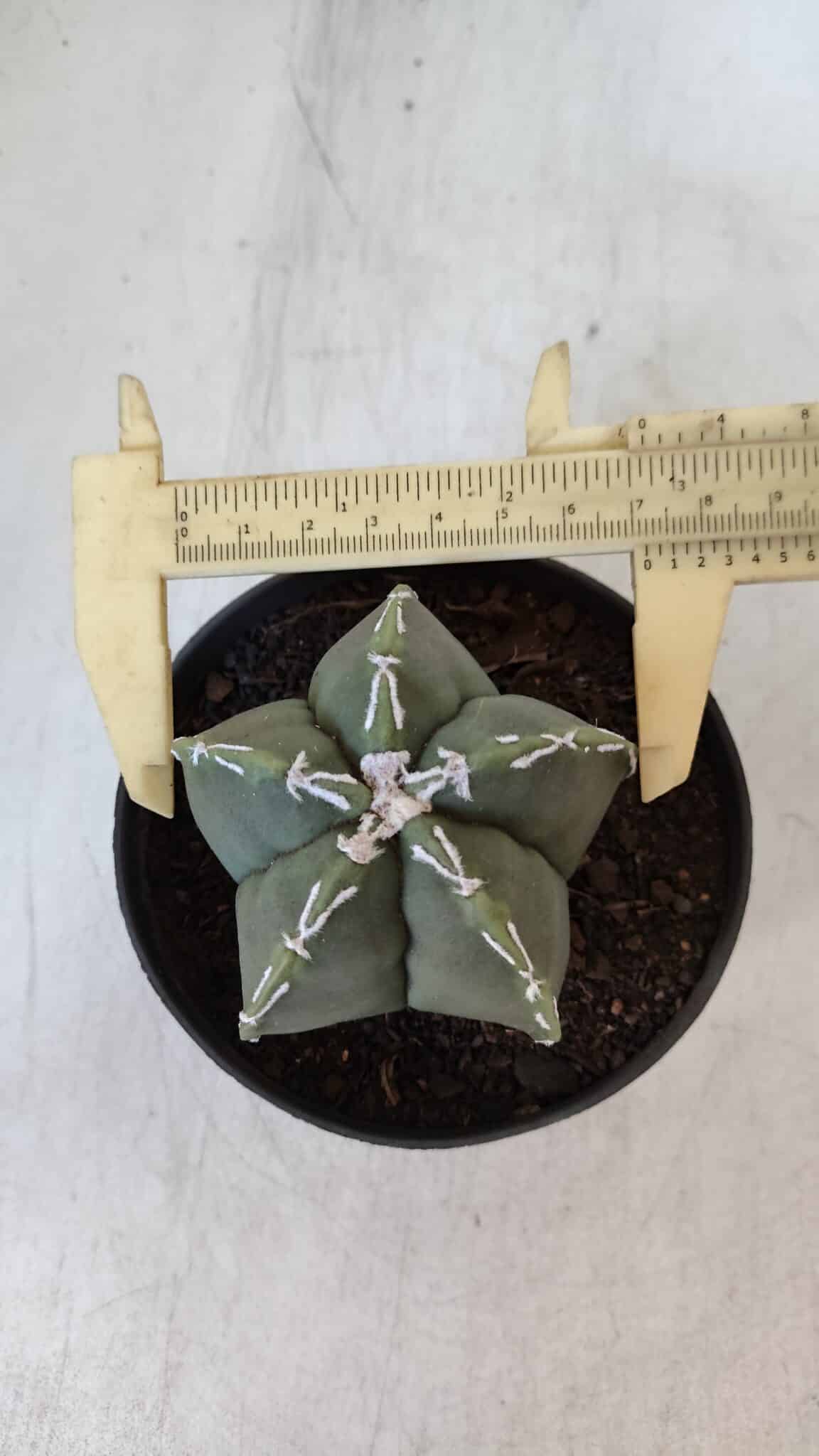 ASTROPHYTUM MYRIOSTIGMA Nº 957  – vaso 11