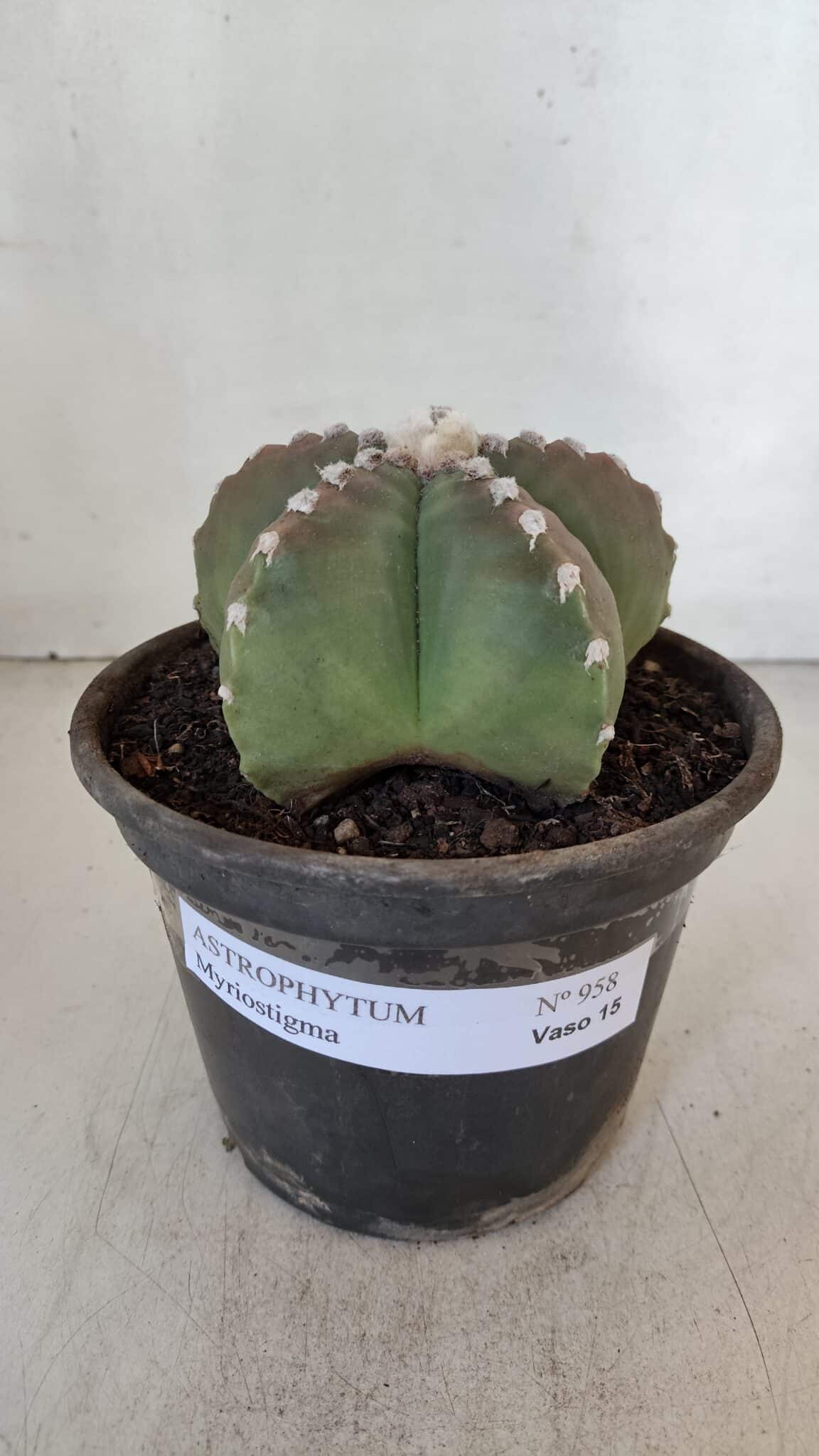 ASTROPHYTUM MYRIOSTIGMA Nº 958  – vaso 15