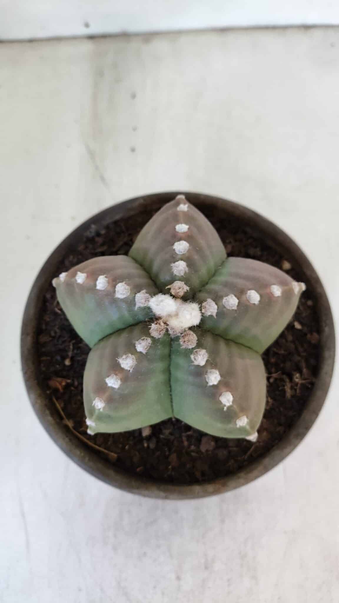 ASTROPHYTUM MYRIOSTIGMA Nº 958  – vaso 15