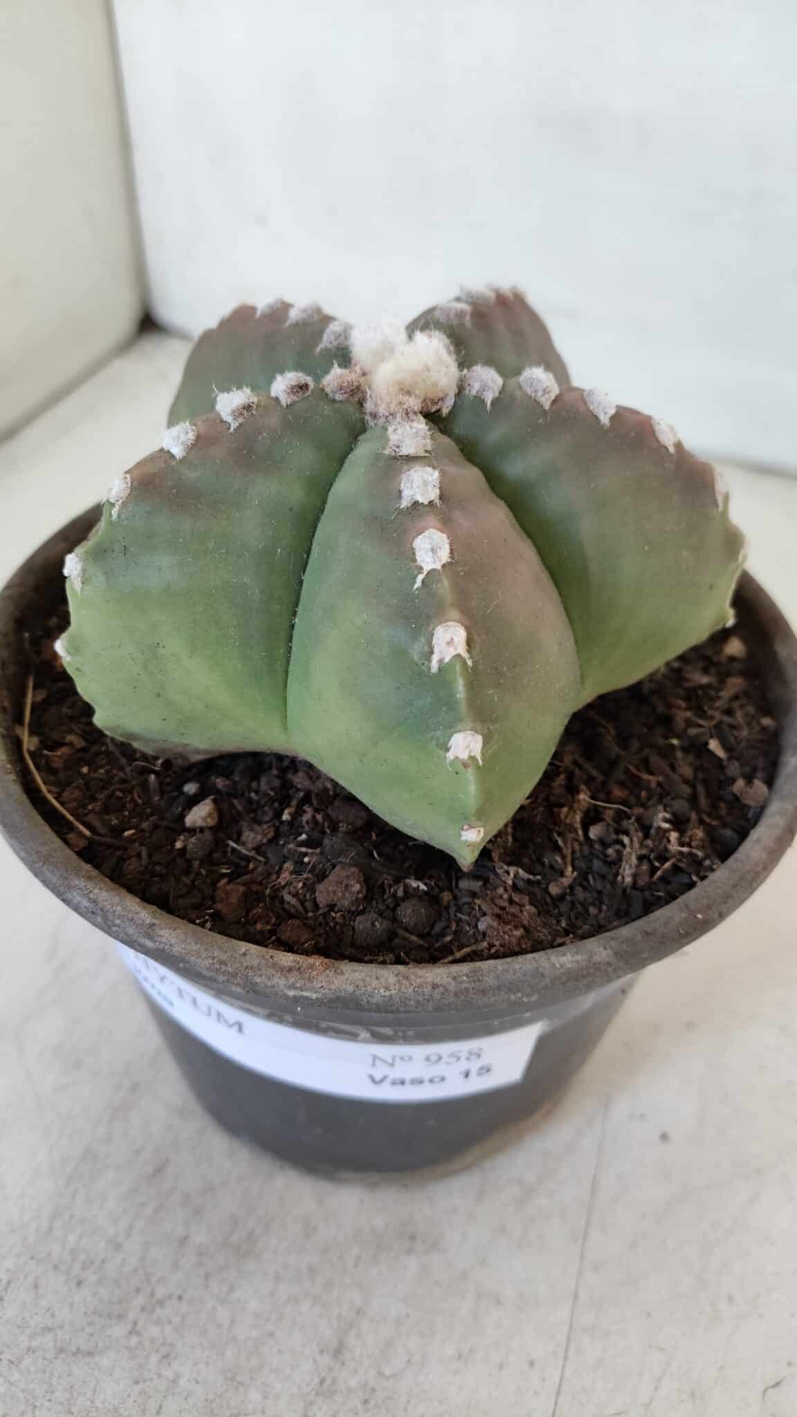 ASTROPHYTUM MYRIOSTIGMA Nº 958  – vaso 15