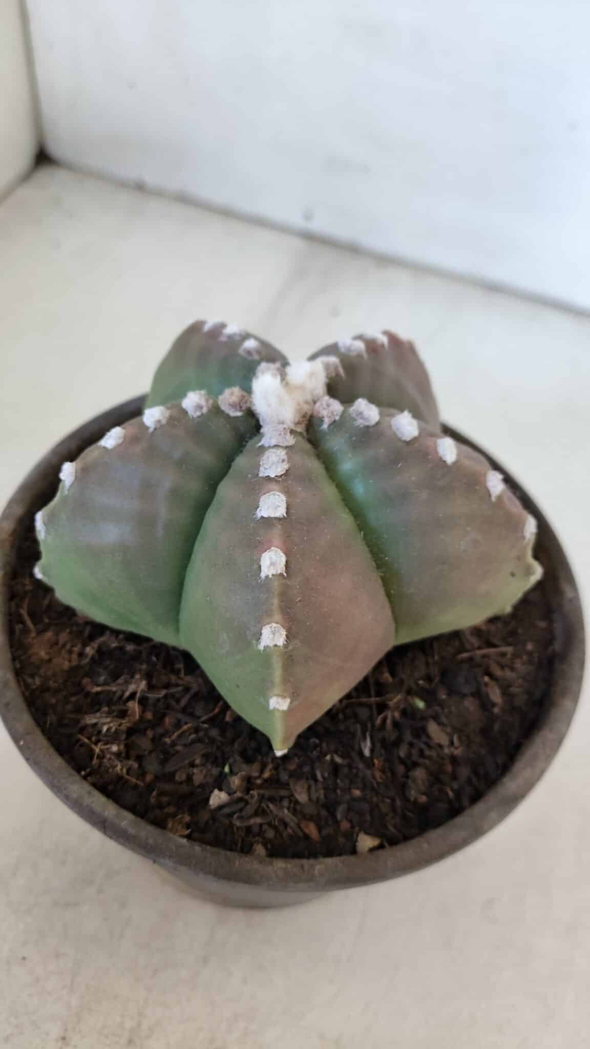 ASTROPHYTUM MYRIOSTIGMA Nº 958  – vaso 15