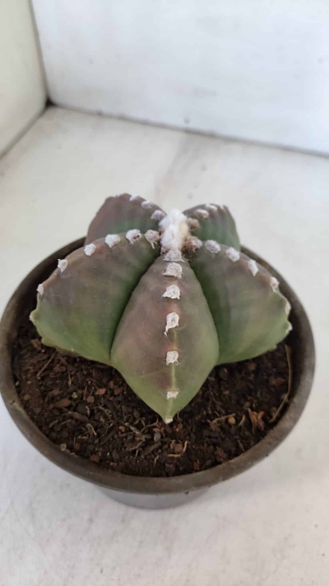 ASTROPHYTUM MYRIOSTIGMA Nº 958  – vaso 15