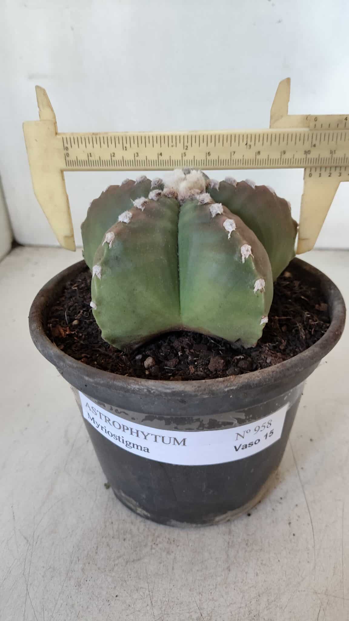 ASTROPHYTUM MYRIOSTIGMA Nº 958  – vaso 15