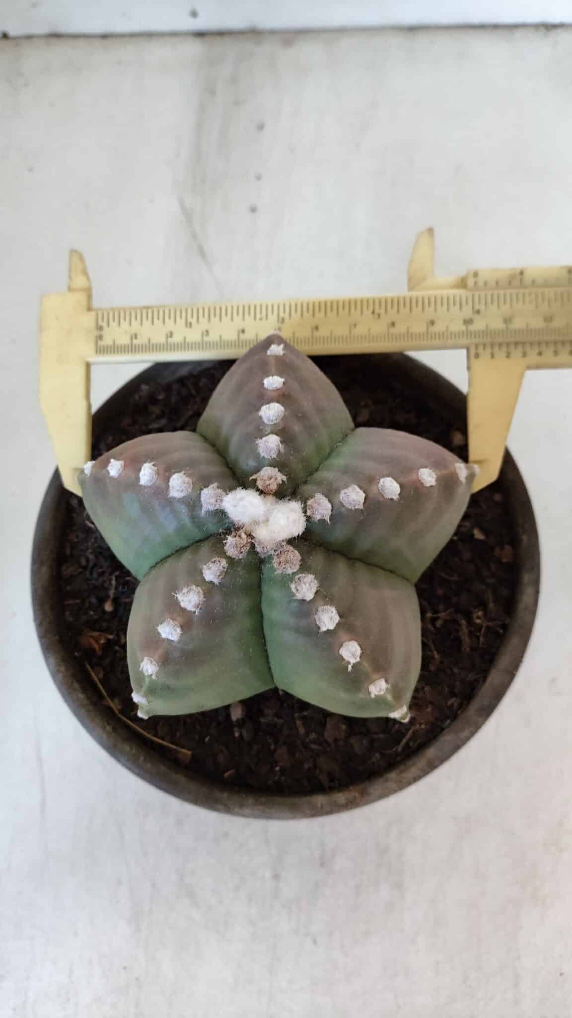 ASTROPHYTUM MYRIOSTIGMA Nº 958  – vaso 15