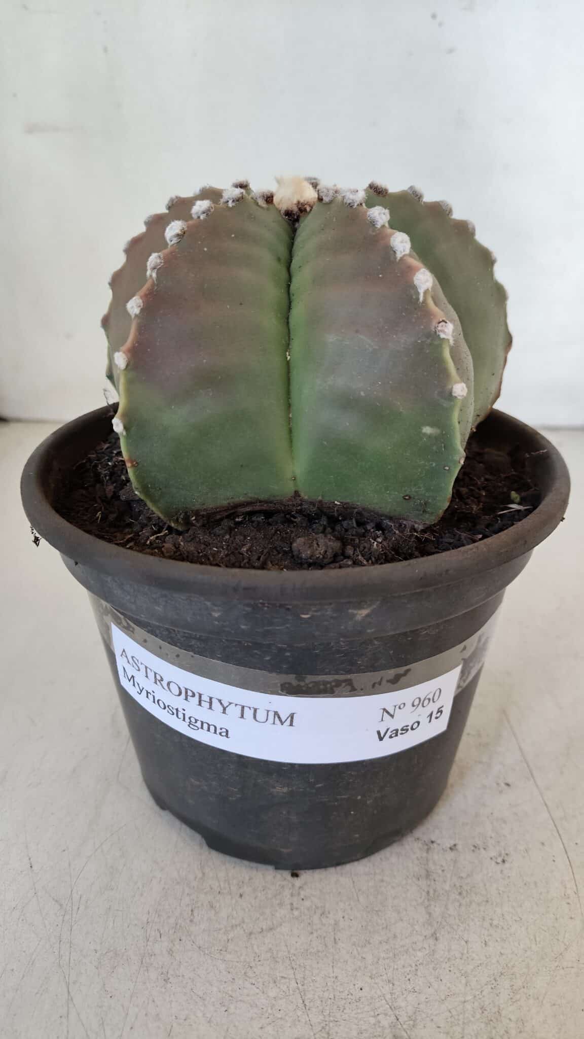 ASTROPHYTUM MYRIOSTIGMA Nº 960  – vaso 15
