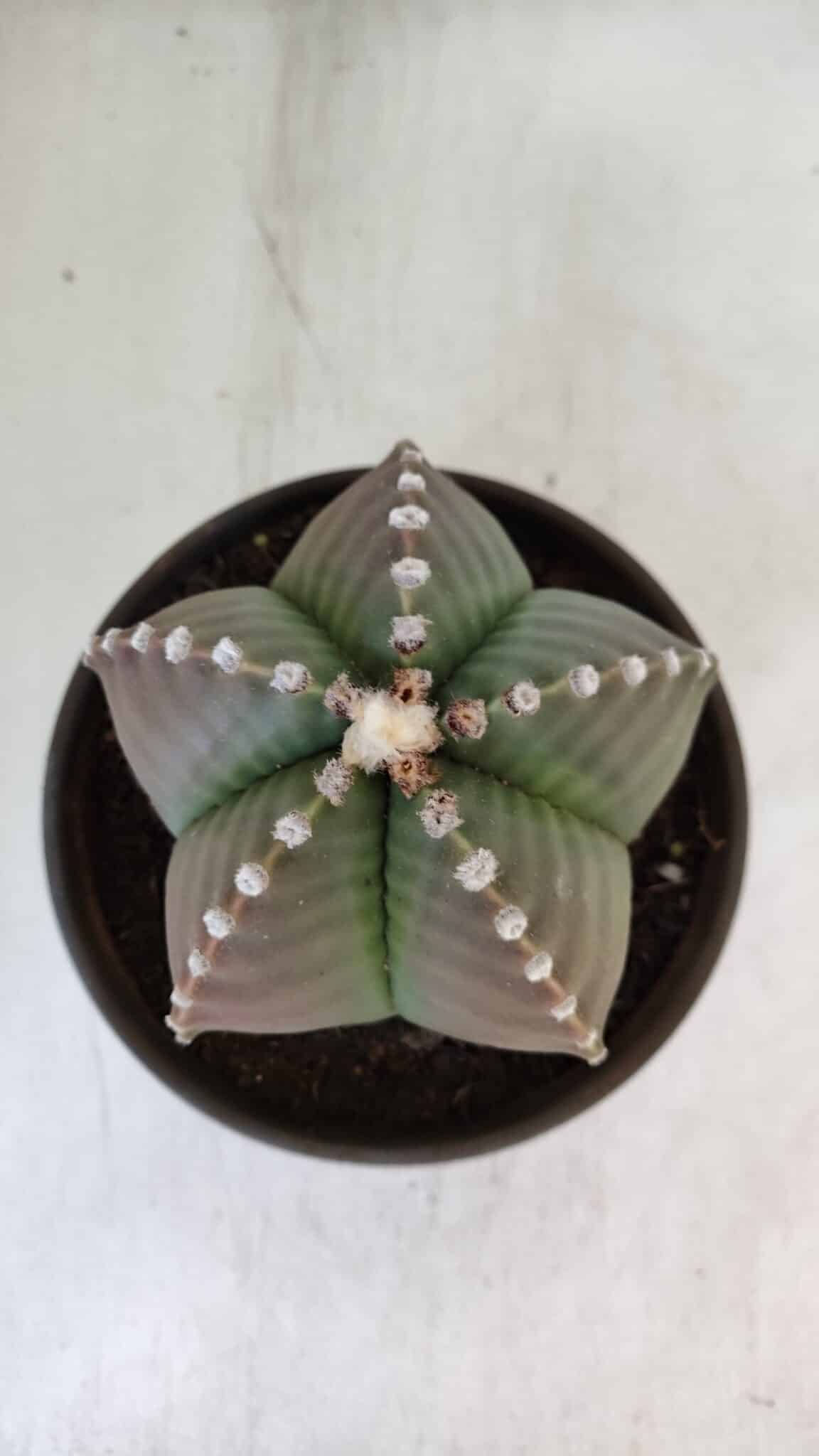 ASTROPHYTUM MYRIOSTIGMA Nº 960  – vaso 15