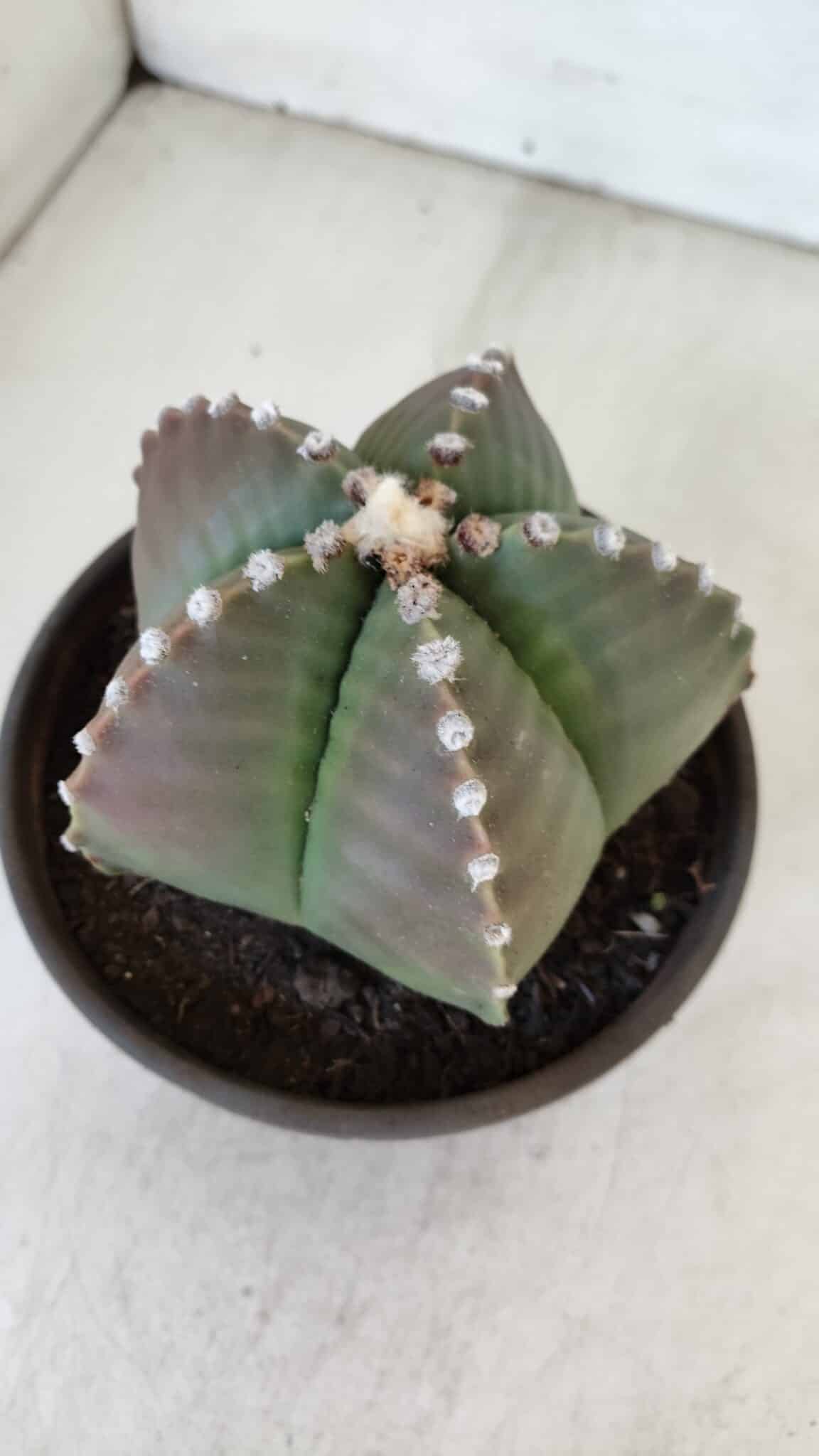 ASTROPHYTUM MYRIOSTIGMA Nº 960  – vaso 15