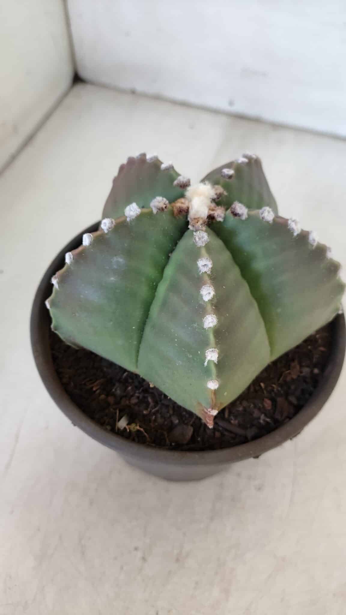 ASTROPHYTUM MYRIOSTIGMA Nº 960  – vaso 15