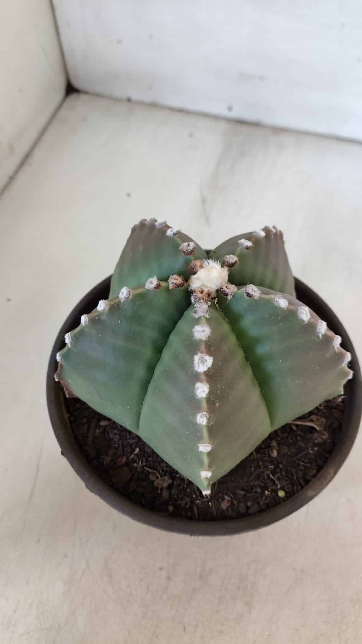 ASTROPHYTUM MYRIOSTIGMA Nº 960  – vaso 15