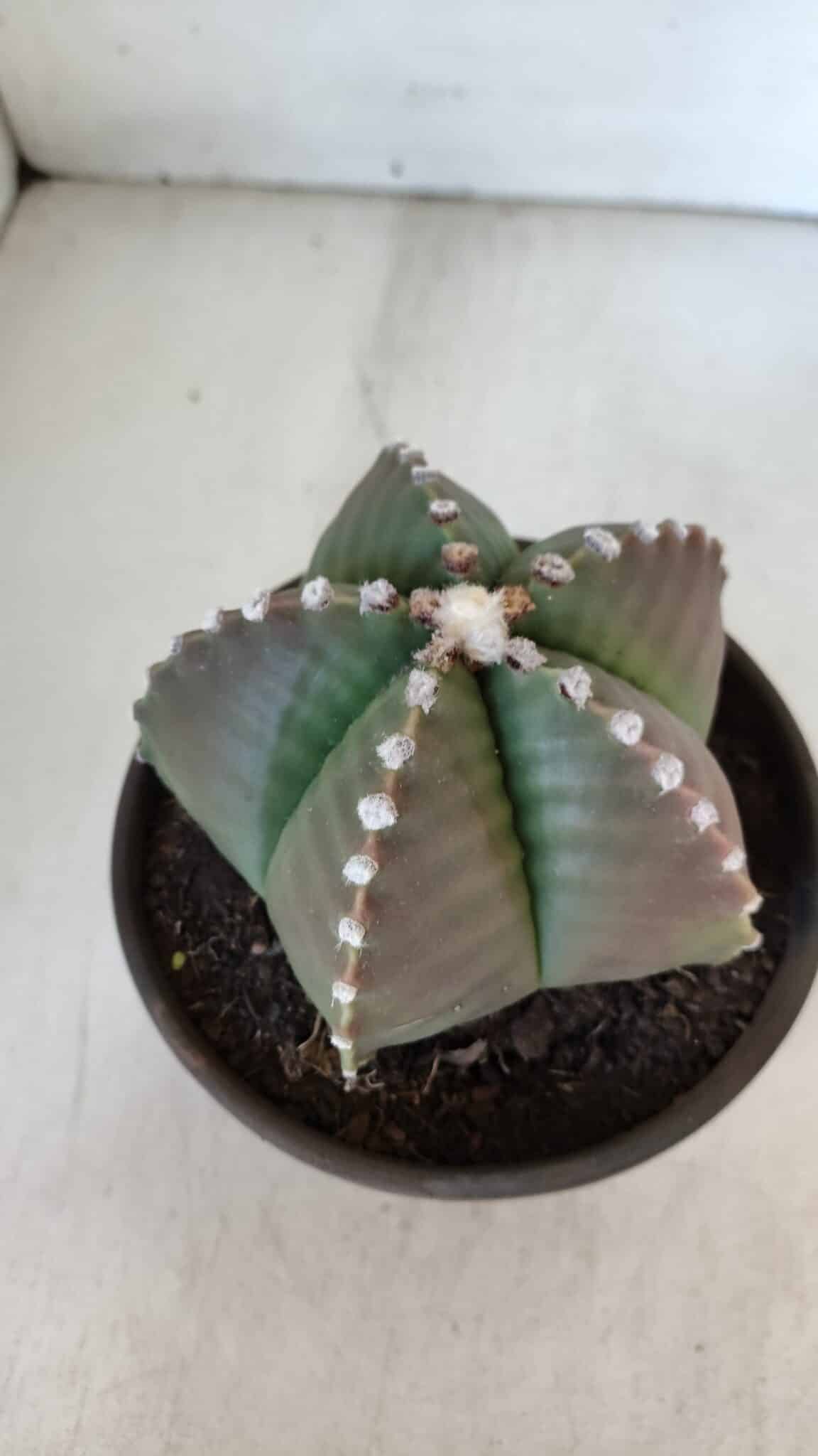 ASTROPHYTUM MYRIOSTIGMA Nº 960  – vaso 15