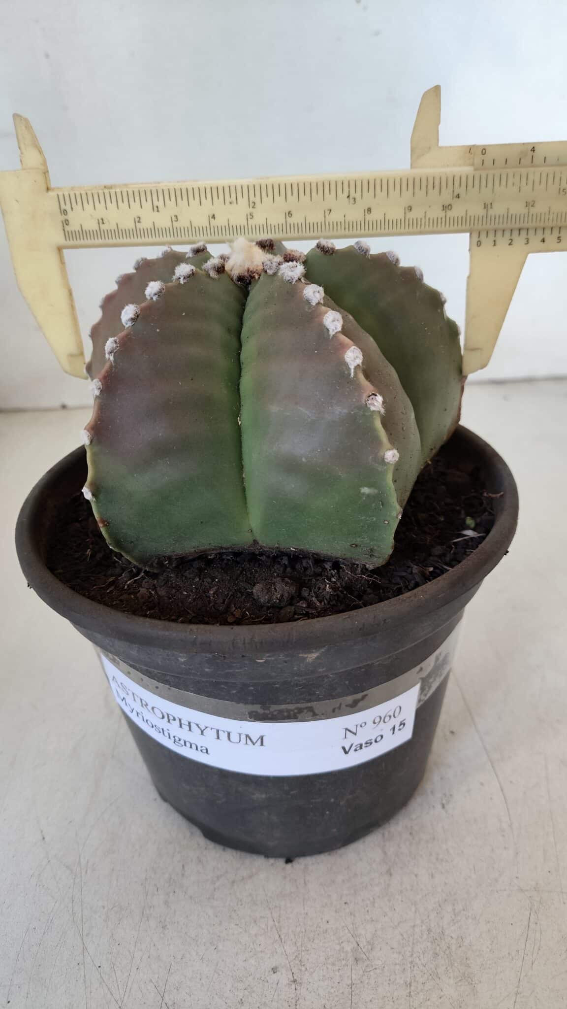ASTROPHYTUM MYRIOSTIGMA Nº 960  – vaso 15