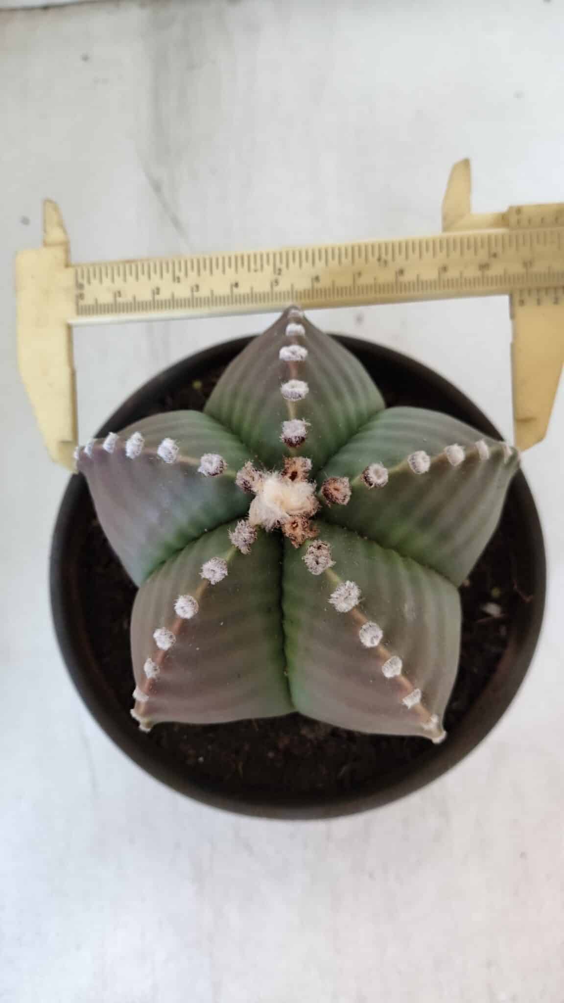 ASTROPHYTUM MYRIOSTIGMA Nº 960  – vaso 15