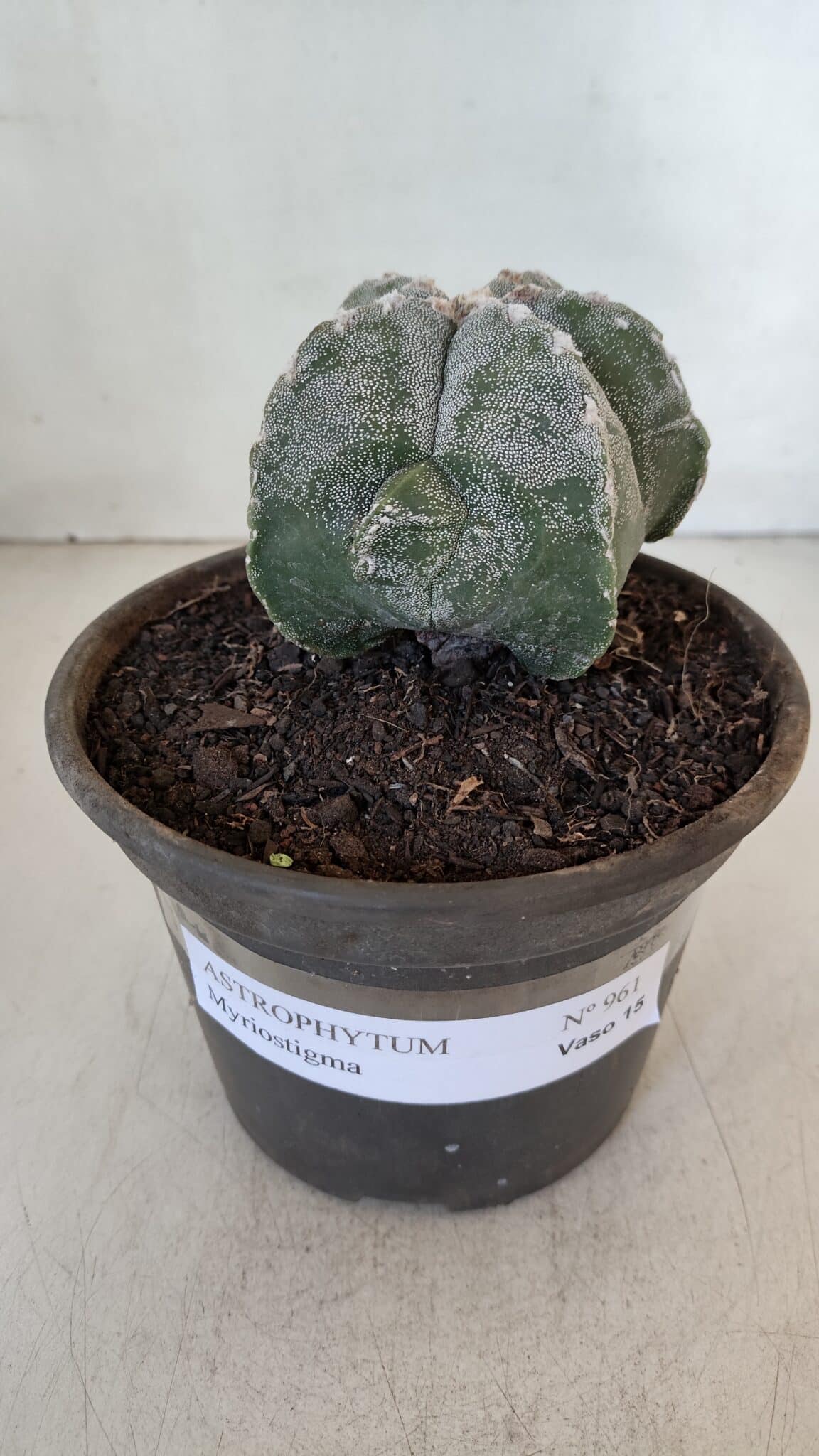 ASTROPHYTUM MYRIOSTIGMA Nº 961  – vaso 15