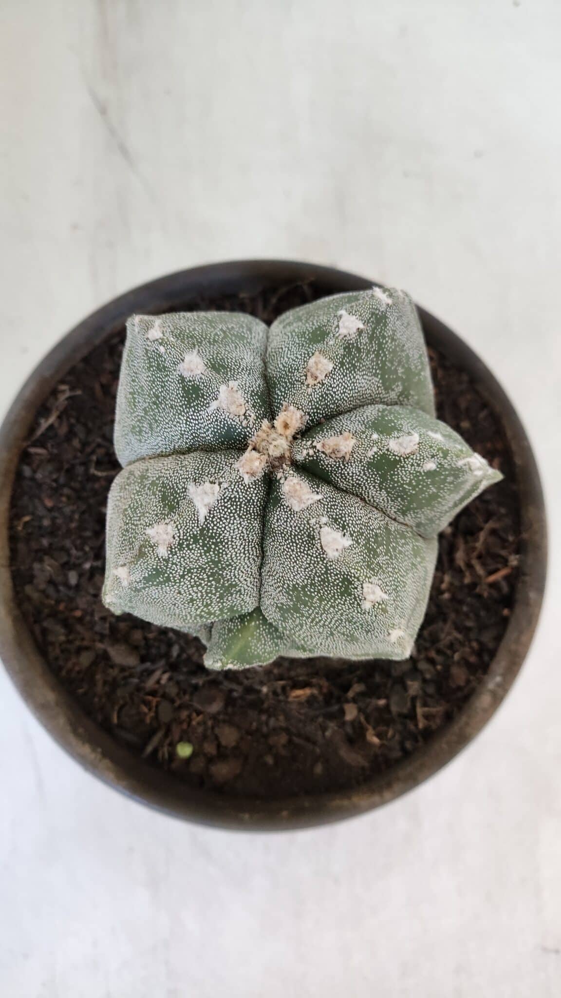 ASTROPHYTUM MYRIOSTIGMA Nº 961  – vaso 15