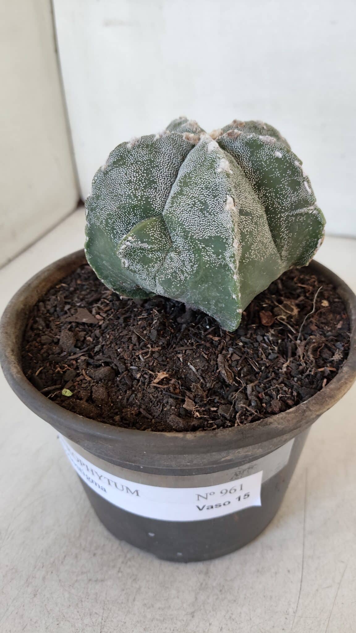 ASTROPHYTUM MYRIOSTIGMA Nº 961  – vaso 15