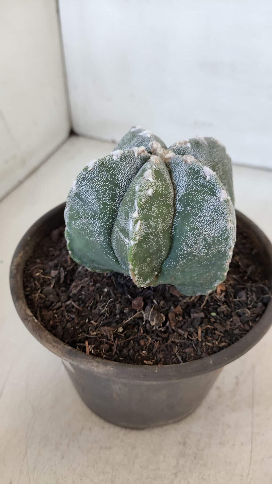 ASTROPHYTUM MYRIOSTIGMA Nº 961  – vaso 15