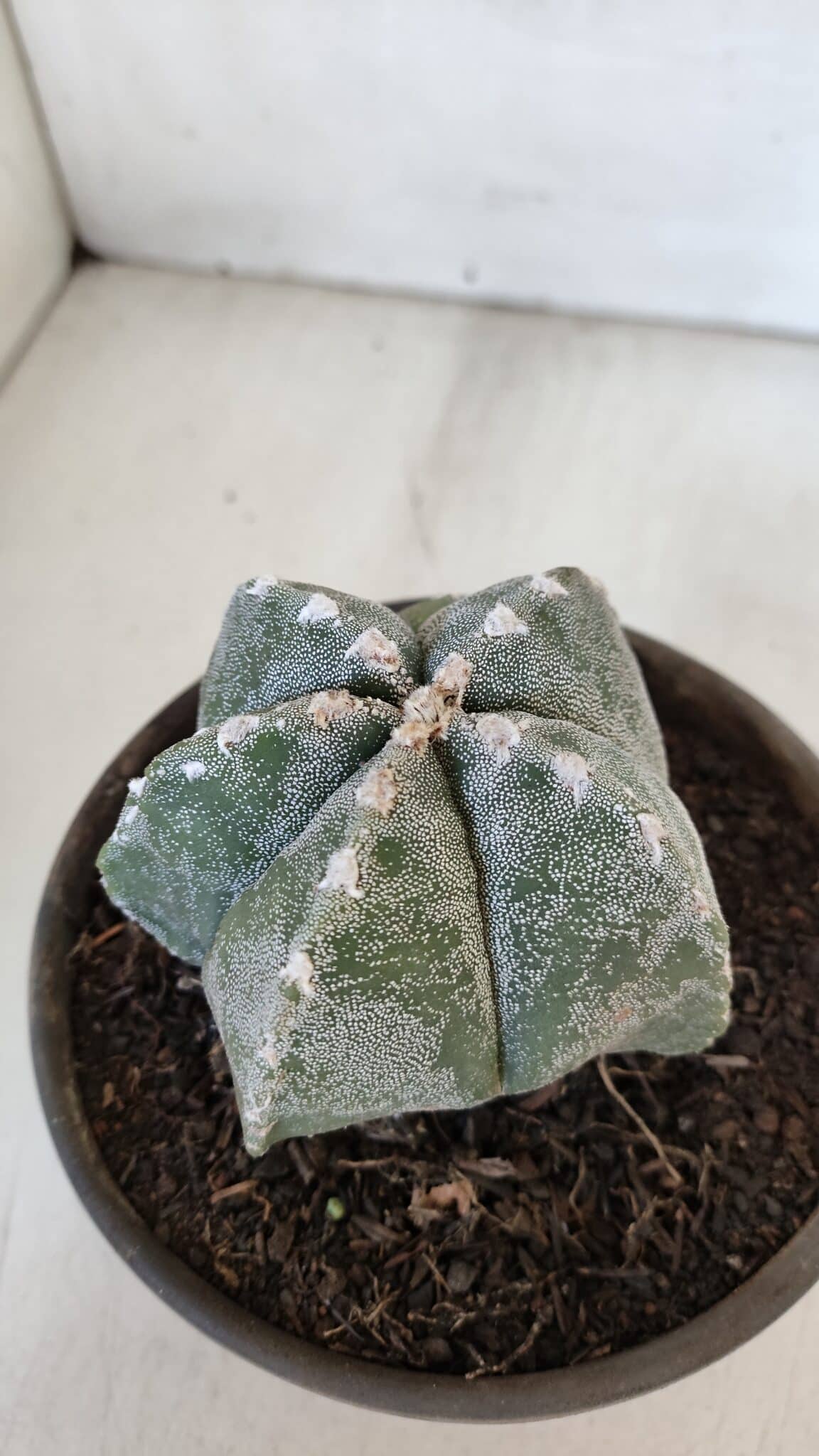 ASTROPHYTUM MYRIOSTIGMA Nº 961  – vaso 15