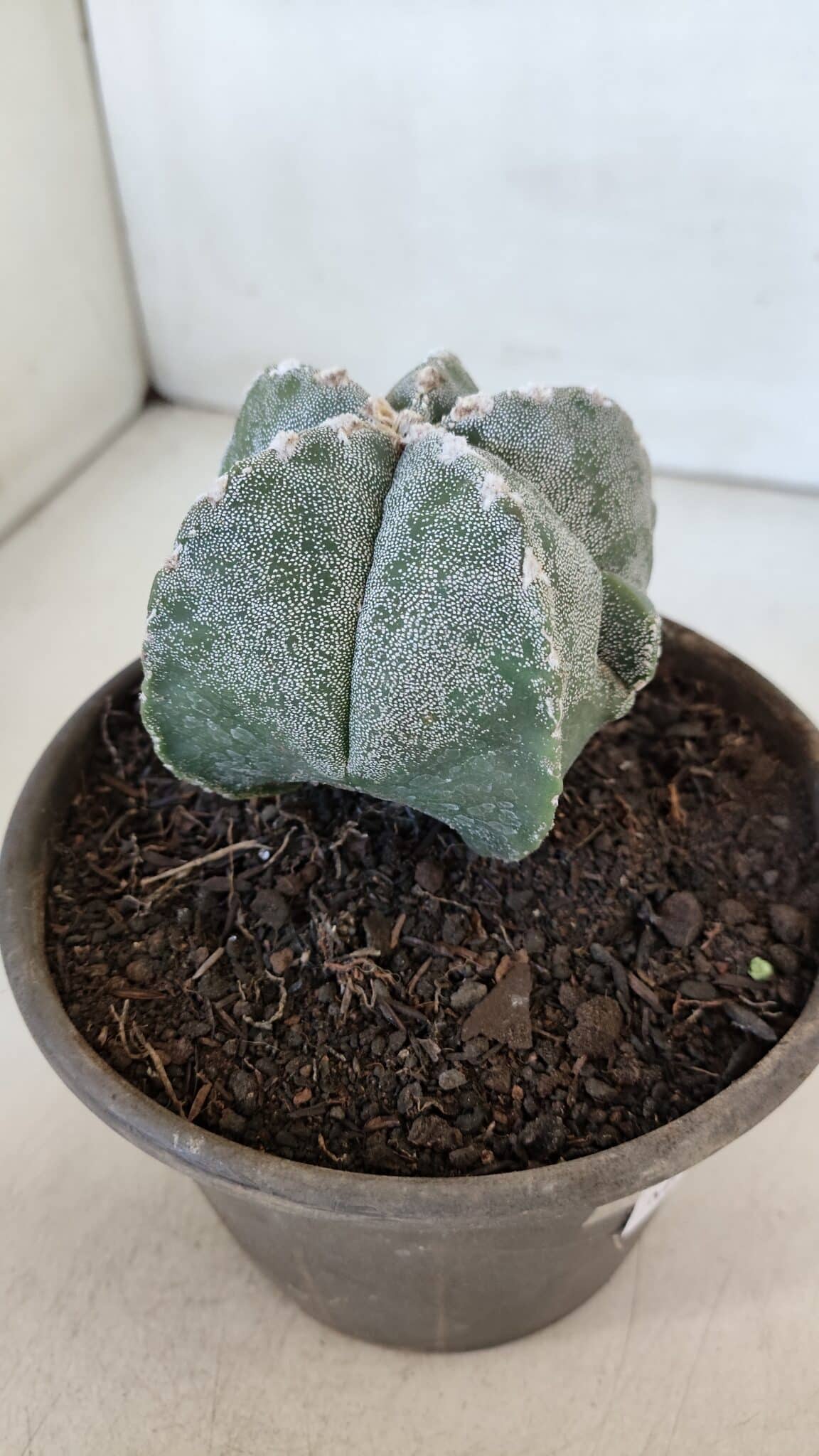 ASTROPHYTUM MYRIOSTIGMA Nº 961  – vaso 15