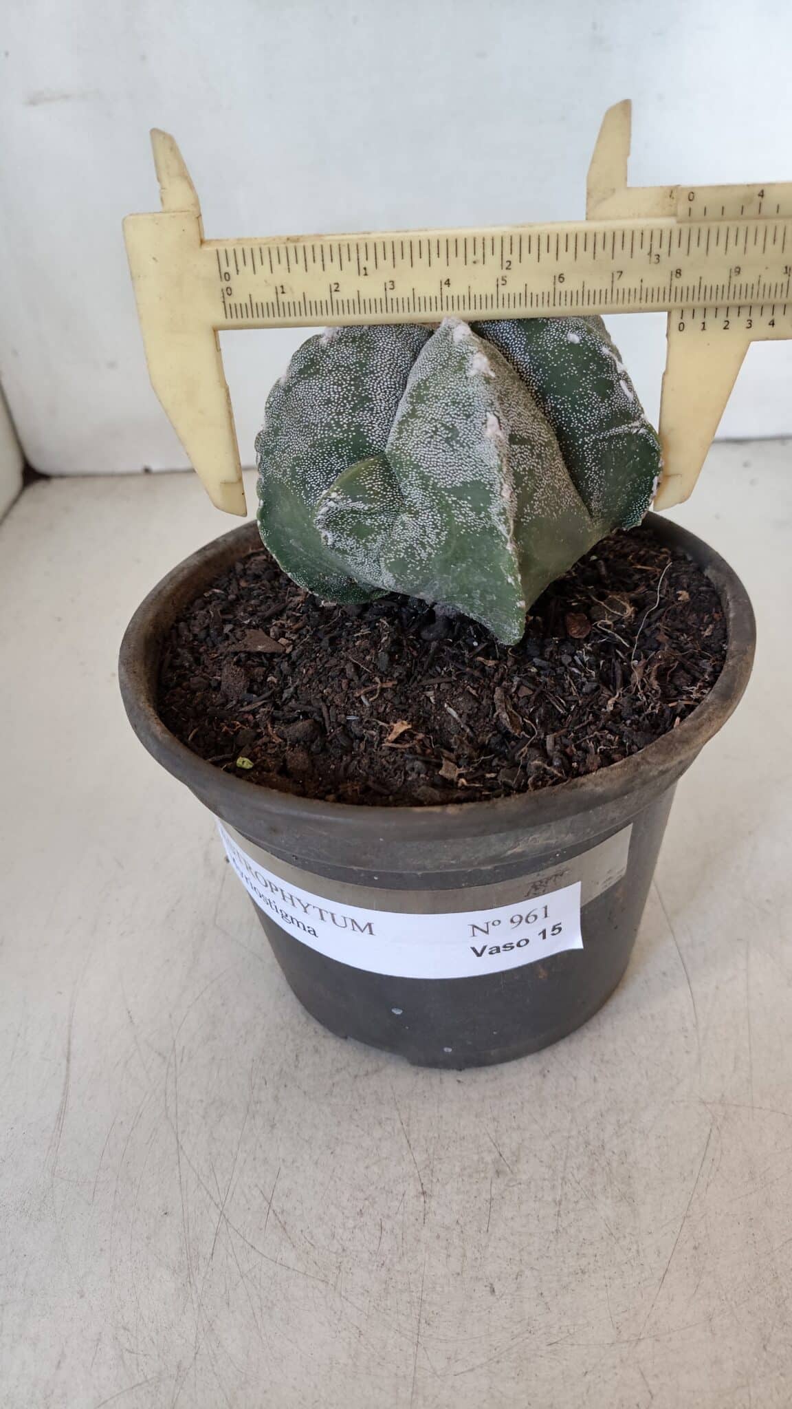 ASTROPHYTUM MYRIOSTIGMA Nº 961  – vaso 15