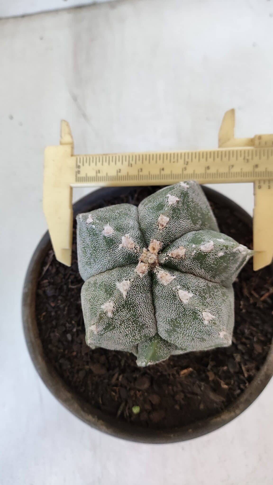 ASTROPHYTUM MYRIOSTIGMA Nº 961  – vaso 15