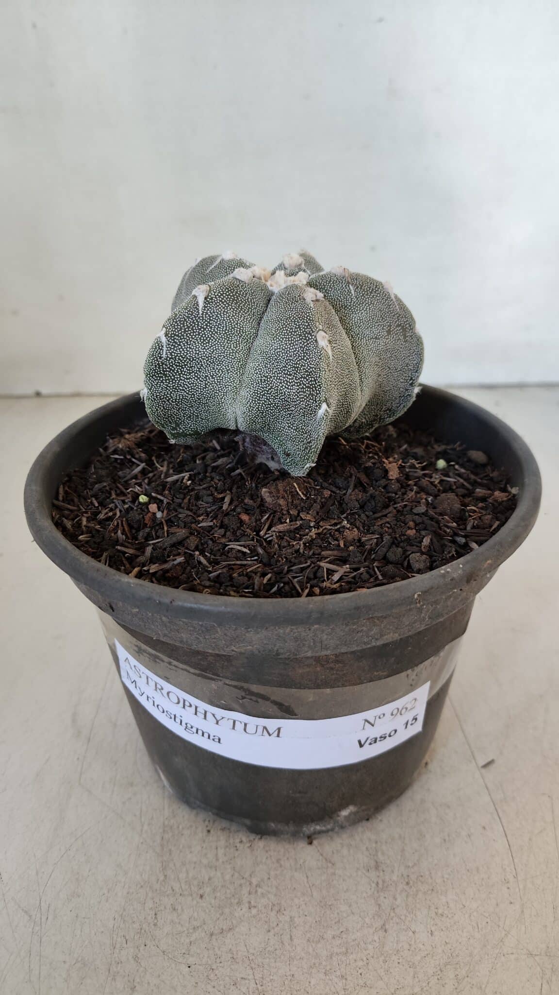 ASTROPHYTUM MYRIOSTIGMA Nº 962  – vaso 15