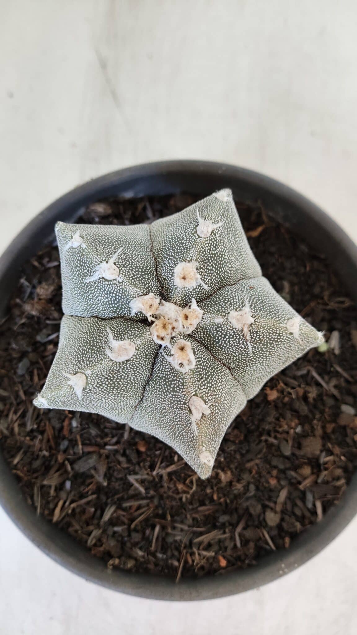 ASTROPHYTUM MYRIOSTIGMA Nº 962  – vaso 15