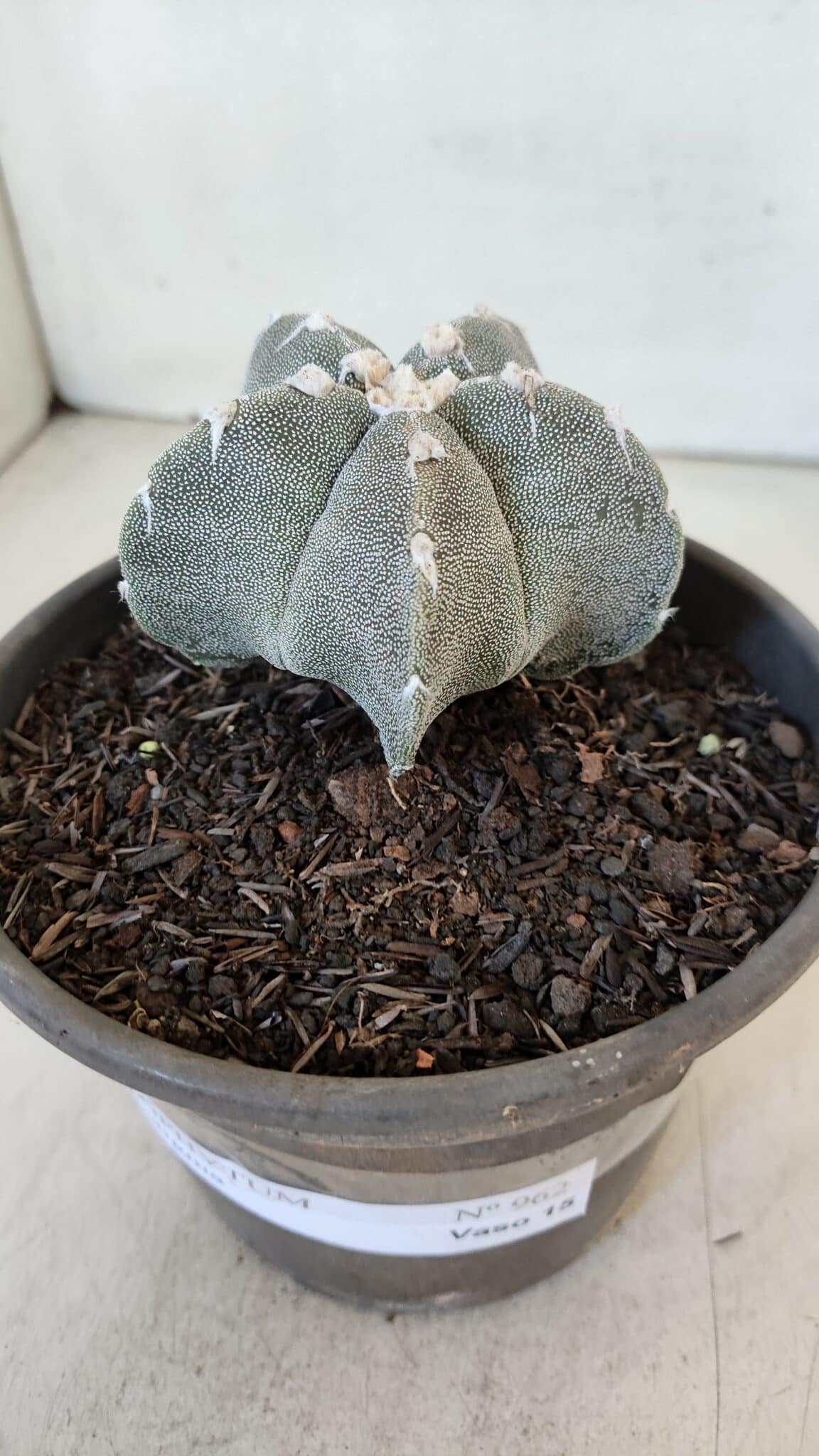 ASTROPHYTUM MYRIOSTIGMA Nº 962  – vaso 15