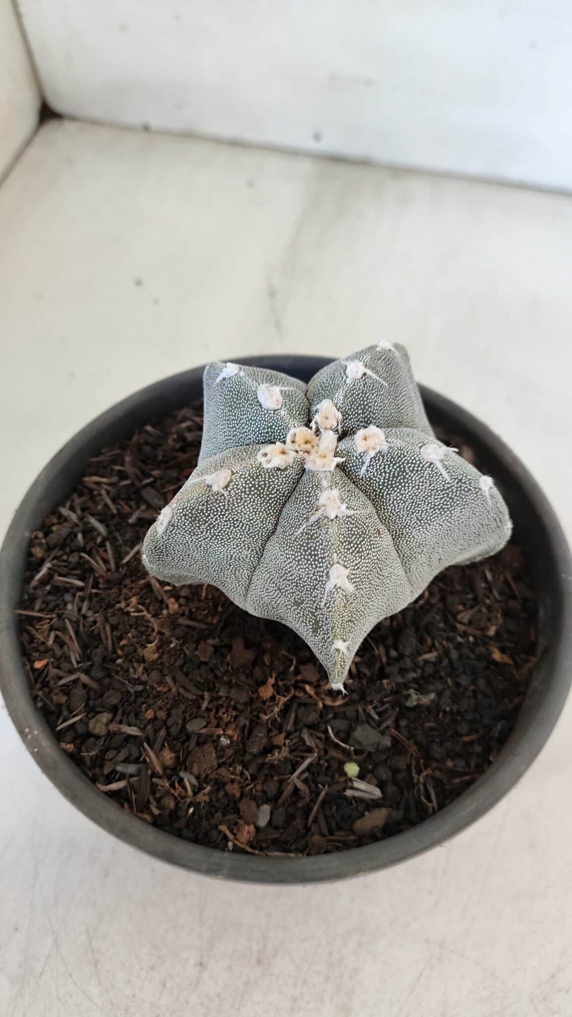 ASTROPHYTUM MYRIOSTIGMA Nº 962  – vaso 15