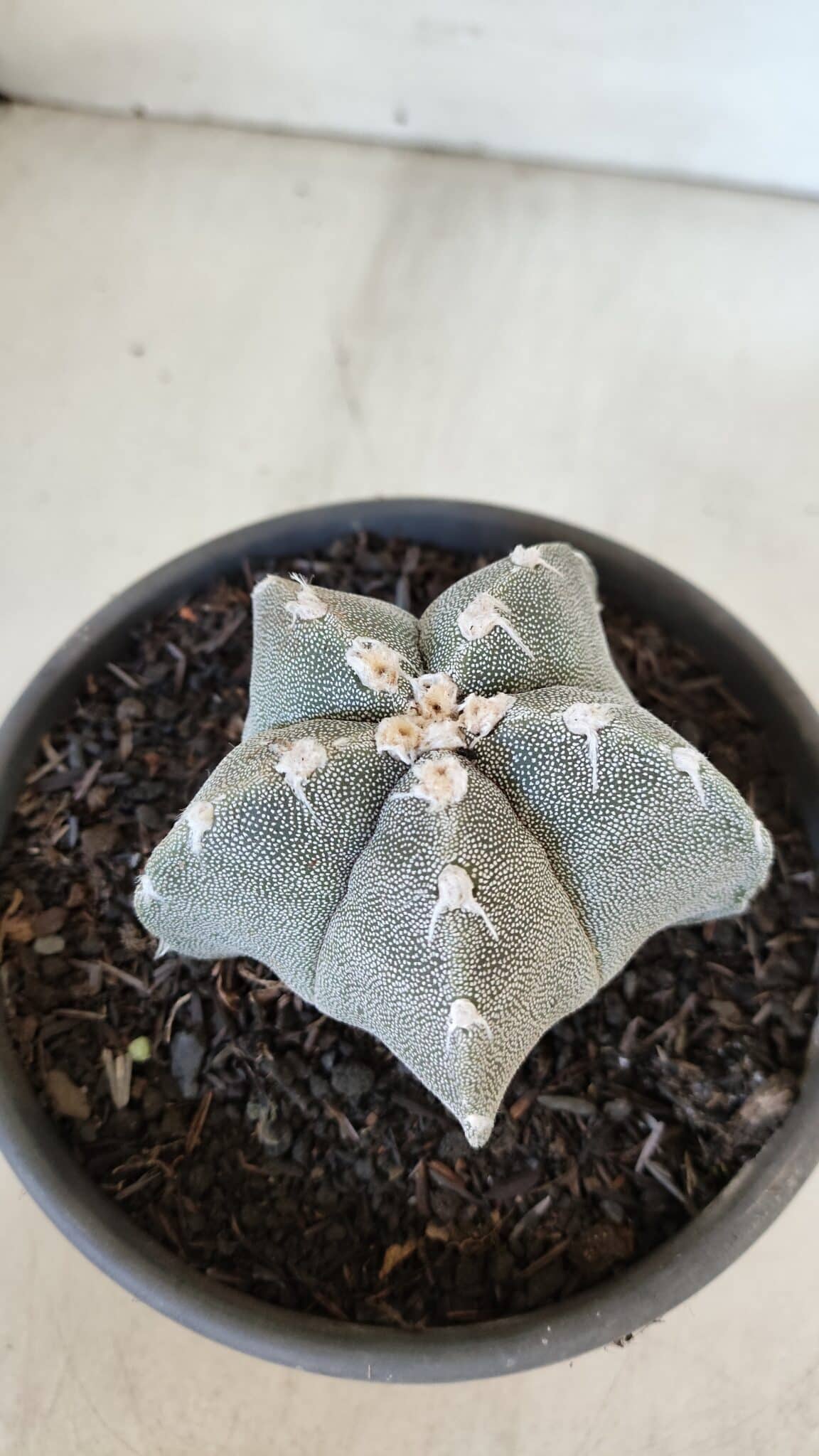 ASTROPHYTUM MYRIOSTIGMA Nº 962  – vaso 15