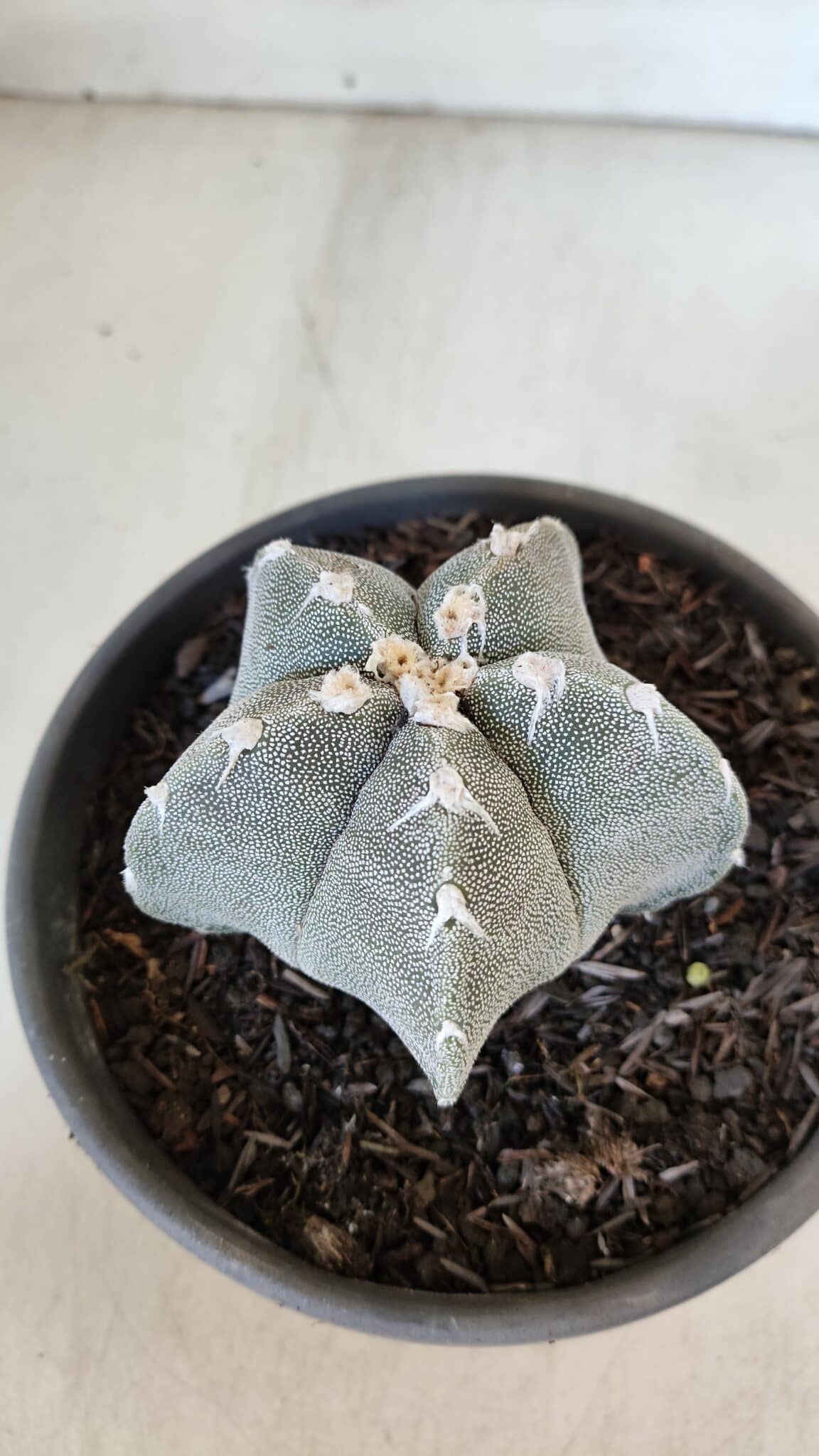 ASTROPHYTUM MYRIOSTIGMA Nº 962  – vaso 15