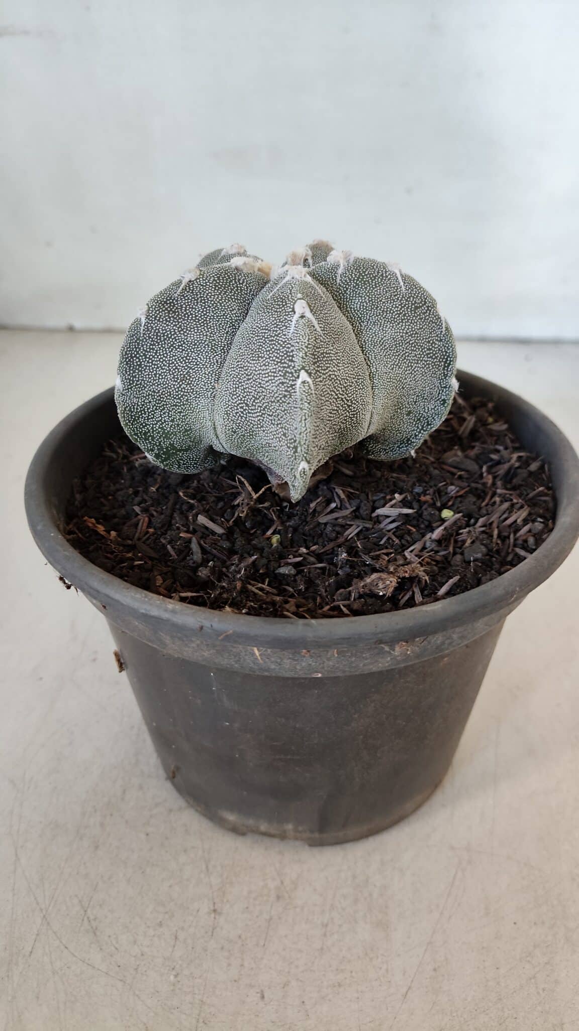 ASTROPHYTUM MYRIOSTIGMA Nº 962  – vaso 15