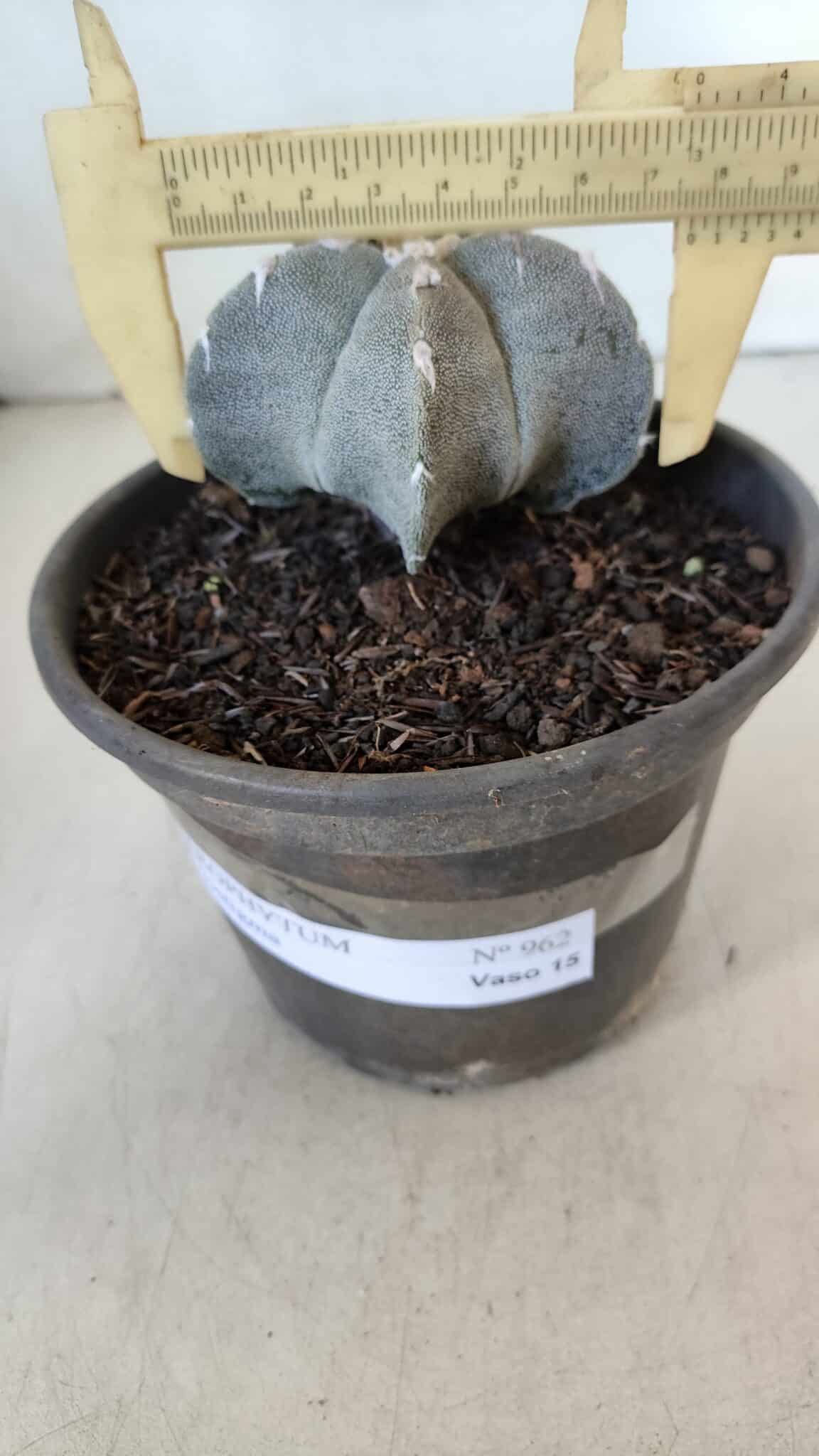 ASTROPHYTUM MYRIOSTIGMA Nº 962  – vaso 15
