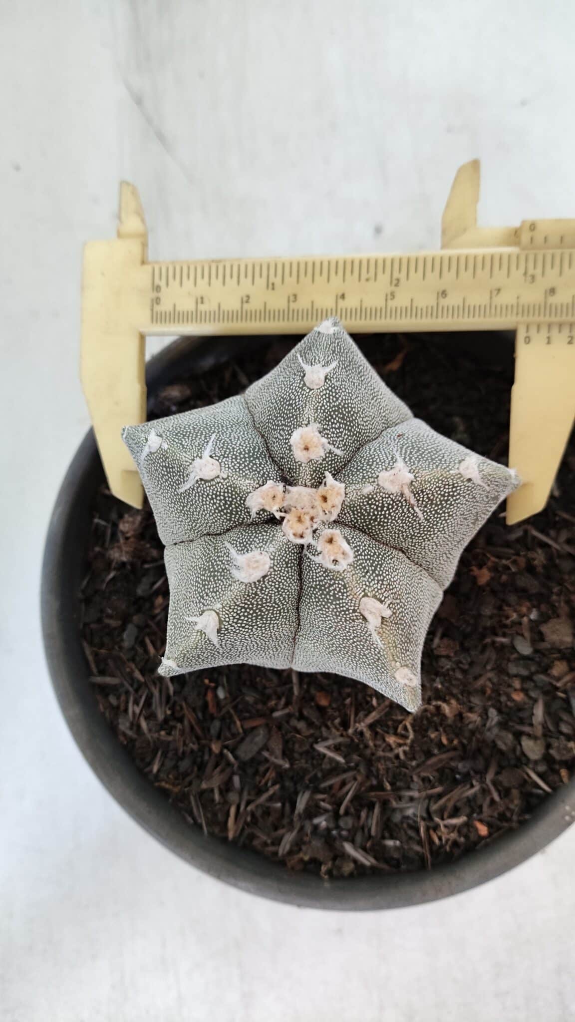 ASTROPHYTUM MYRIOSTIGMA Nº 962  – vaso 15