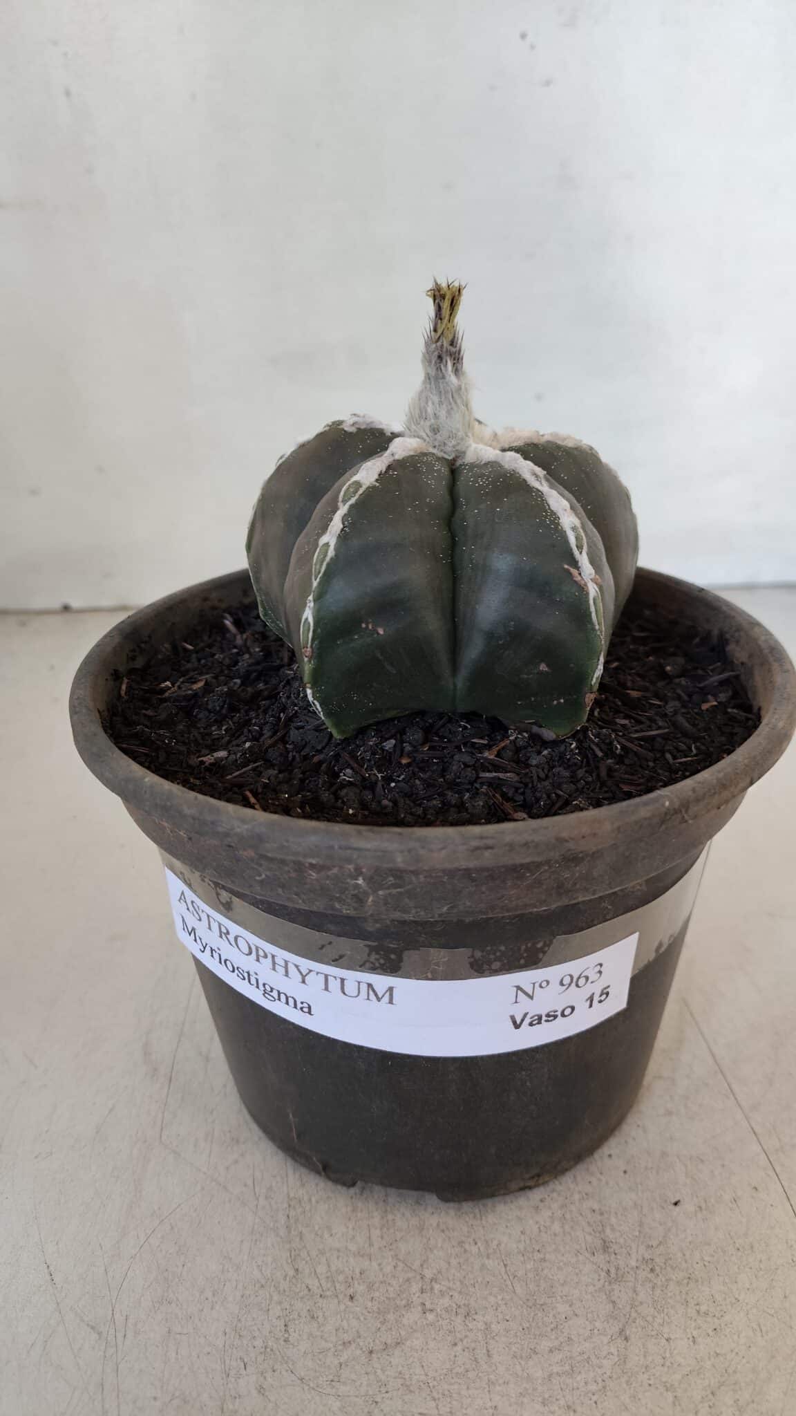 ASTROPHYTUM MYRIOSTIGMA Nº 963  – vaso 15